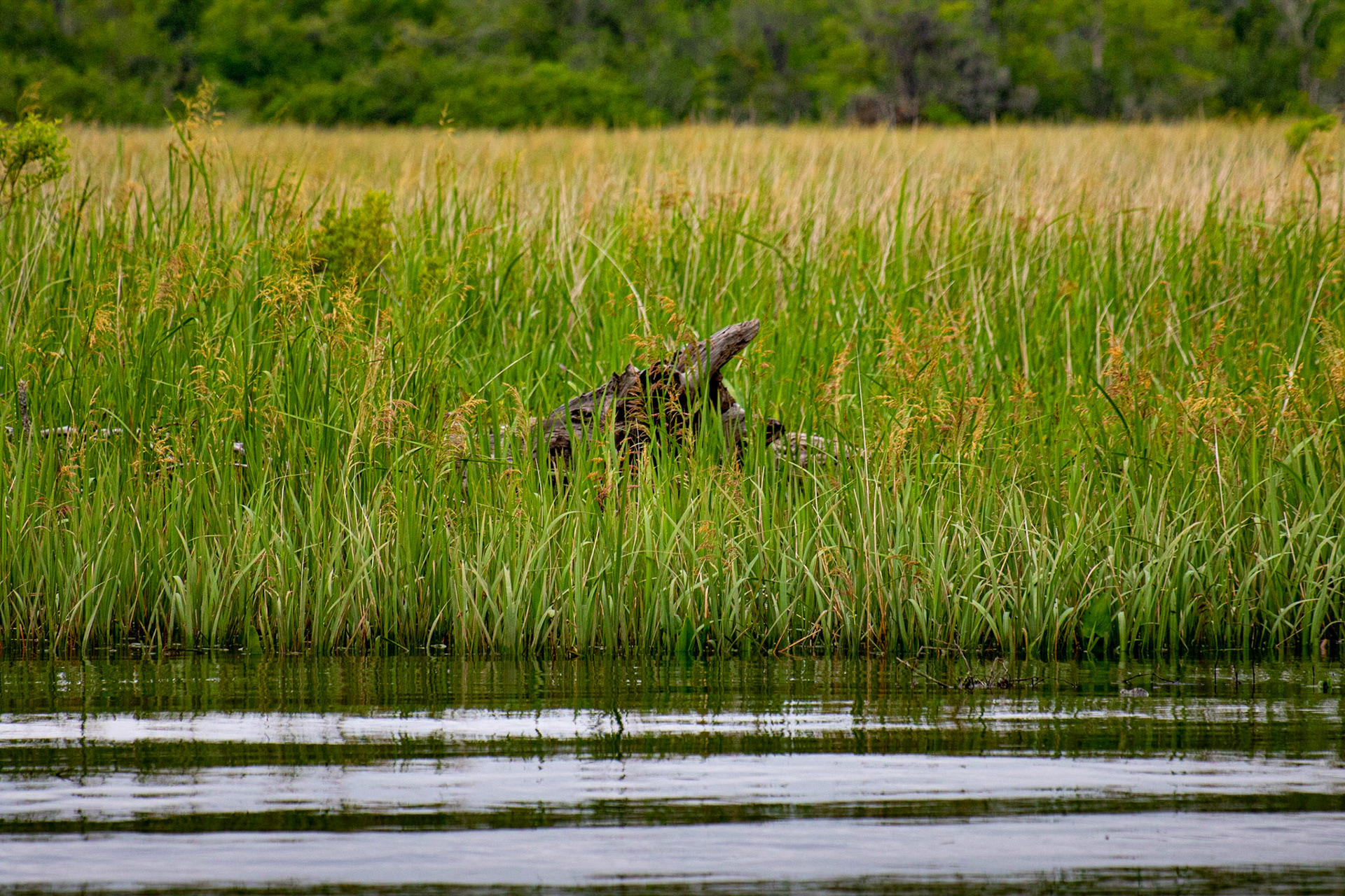 Waccamaw River 3, Plantation River Cruise