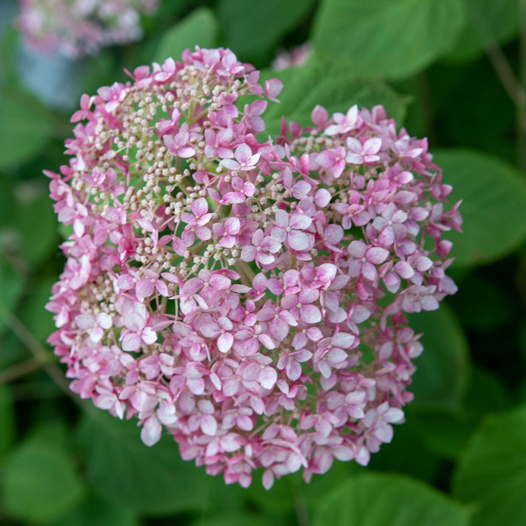 Fearrington Village, NC 1