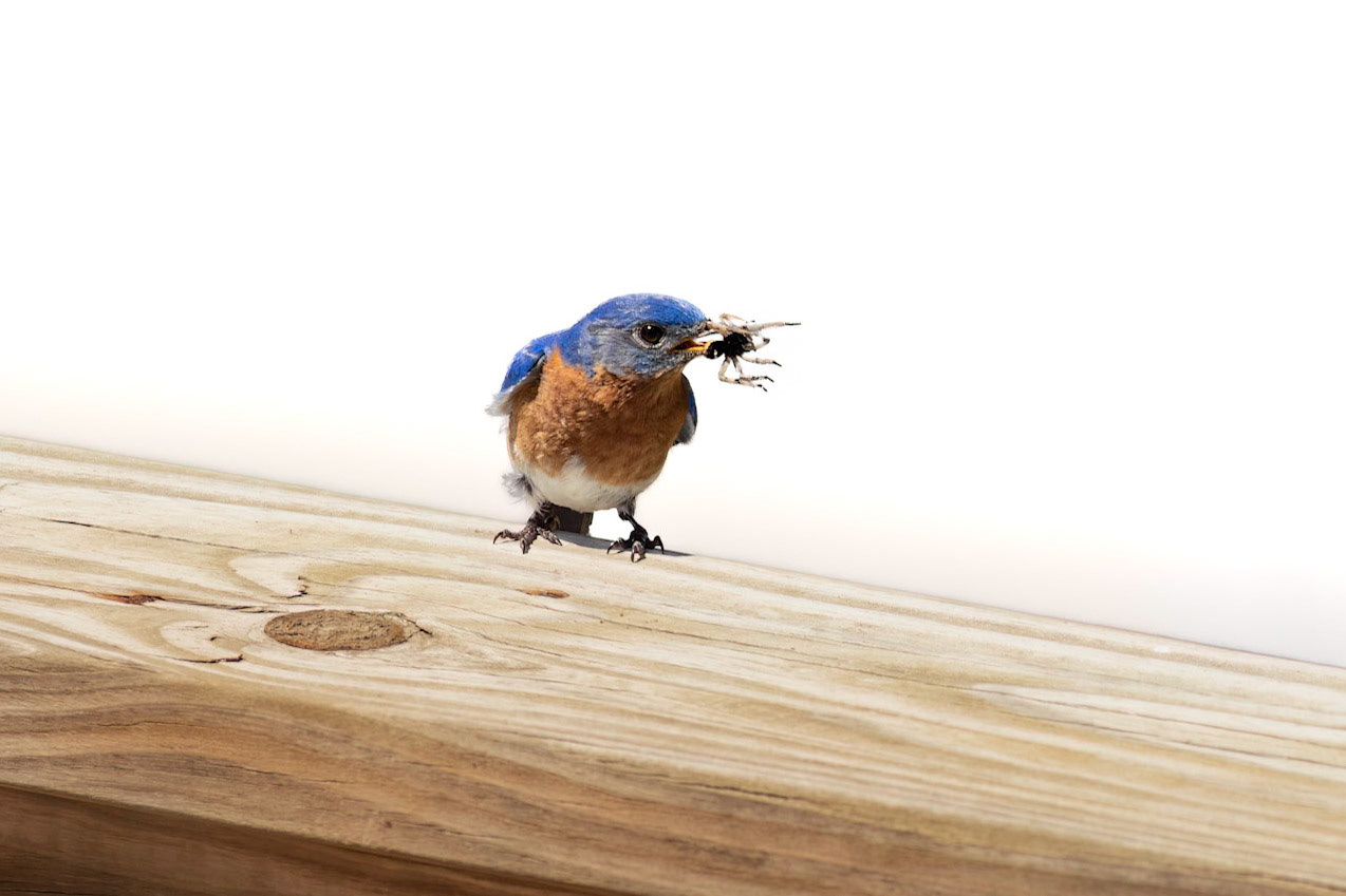 Eastern bluebirds 39, OIB