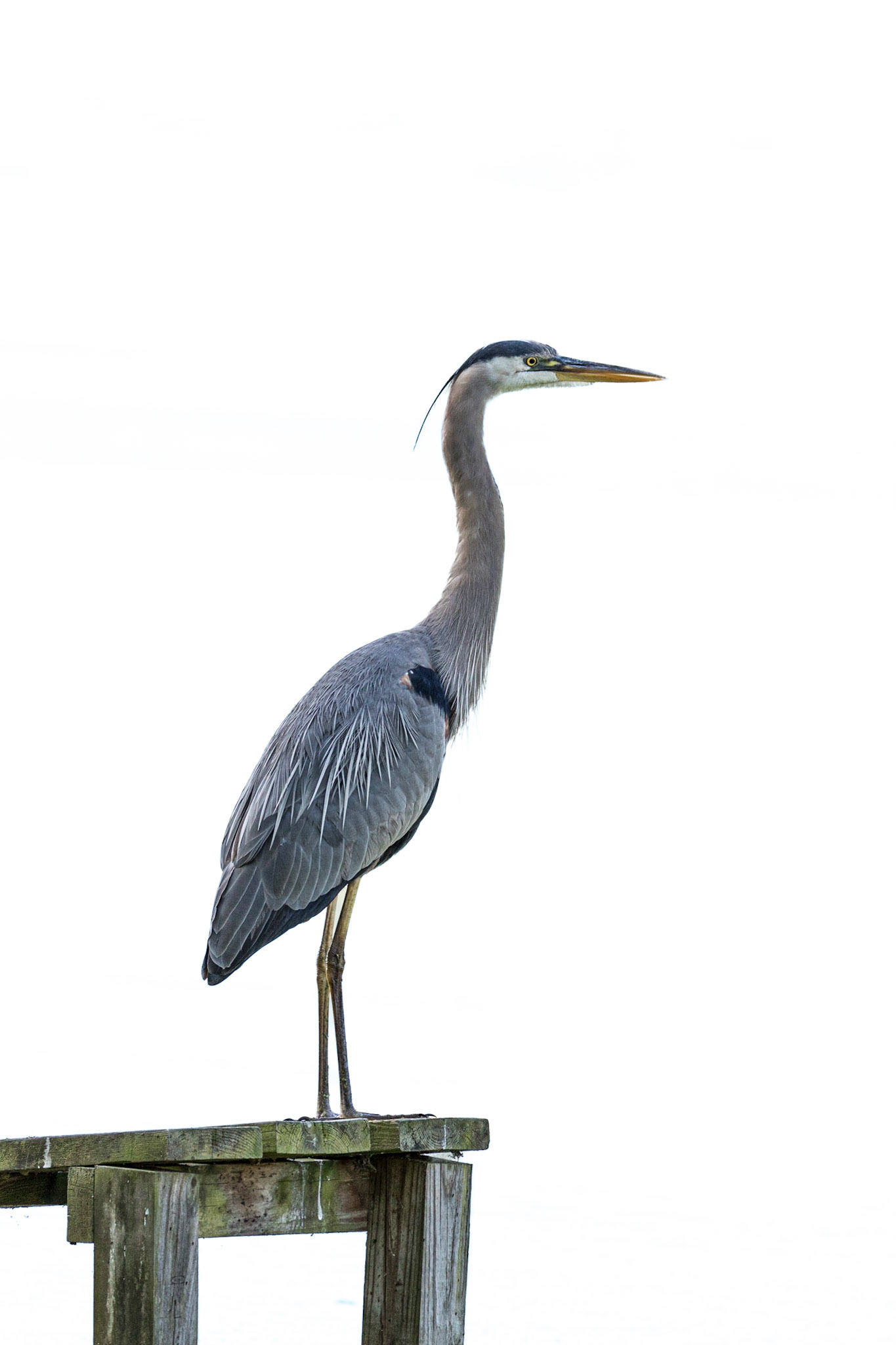 Great blue heron 85, Magnolia Plantation and Gardens, SCAIR 29