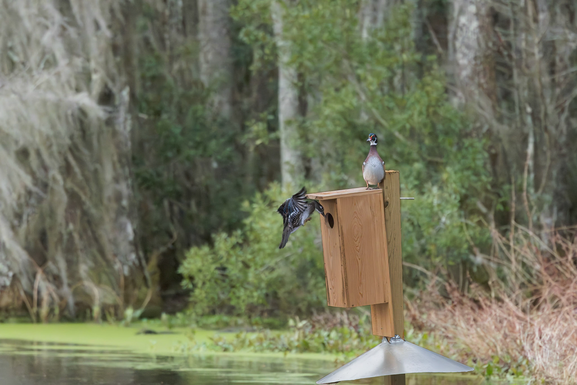 Wood duck 3, Magnolia Plantation Audubon Swamp Garden