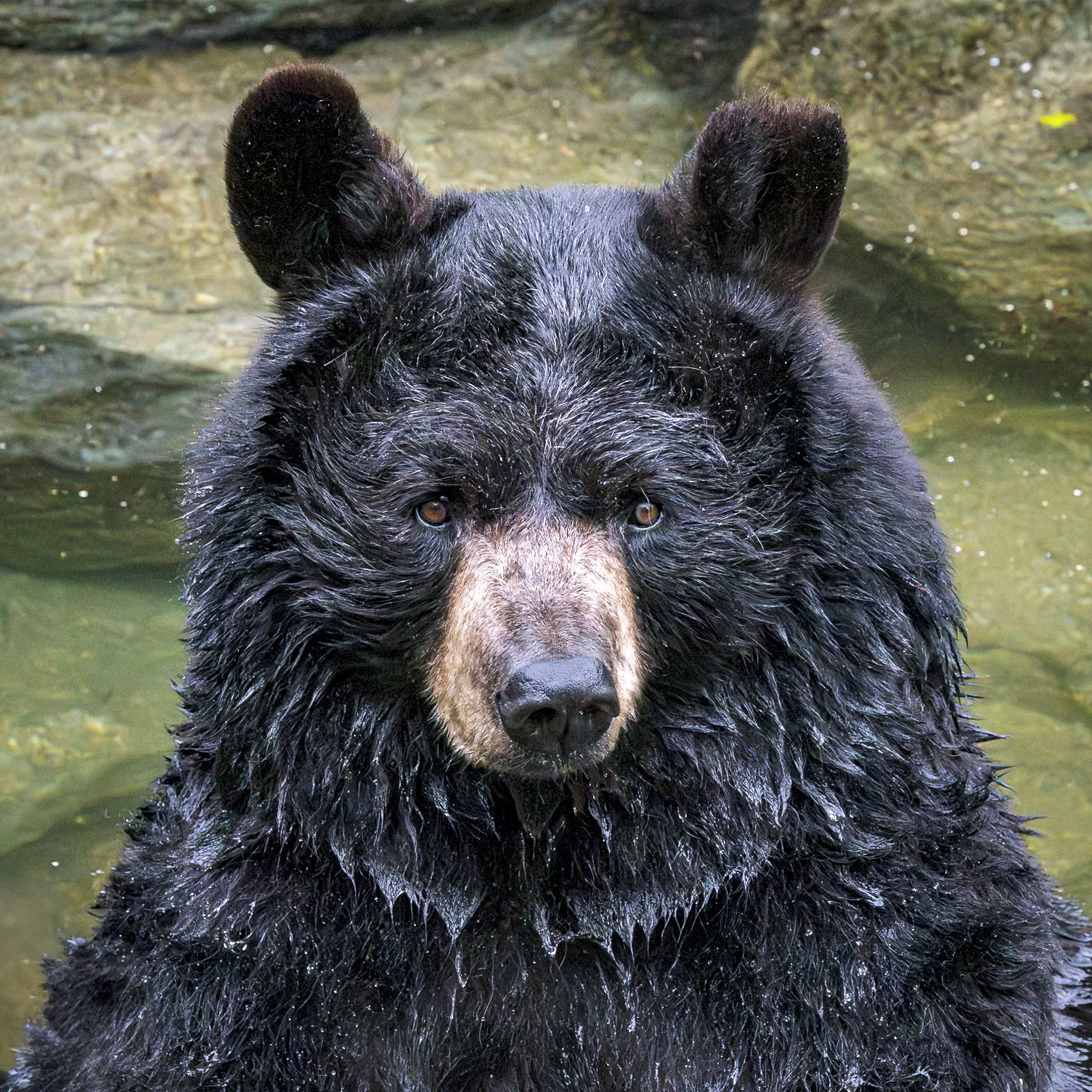 Black bear 12, Grandfather Mountain, NC