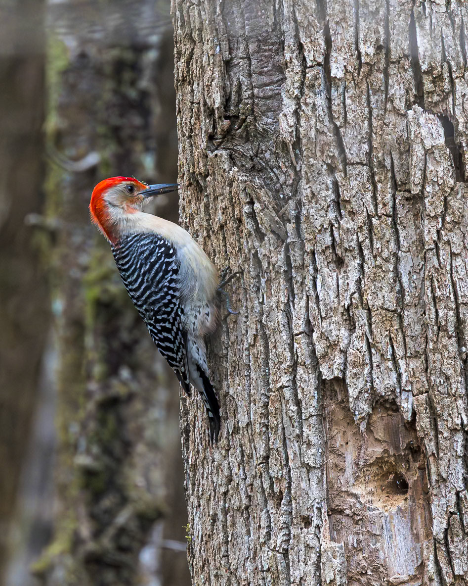 Red-bellied woodpecker 15, Beidler Audubon Forest, SC