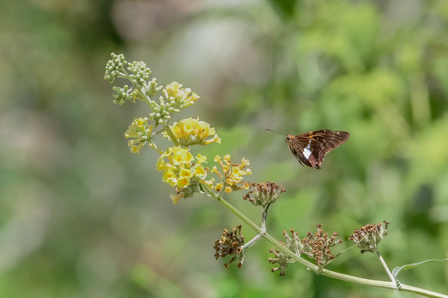 Silver spotted skipper 1, Brunswick County Botanical Gardens