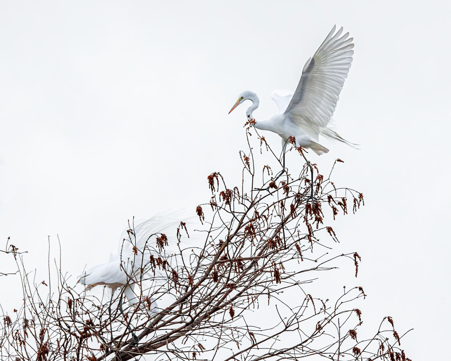 Great egret 68, Magnolia Plantation, Charleston, SC