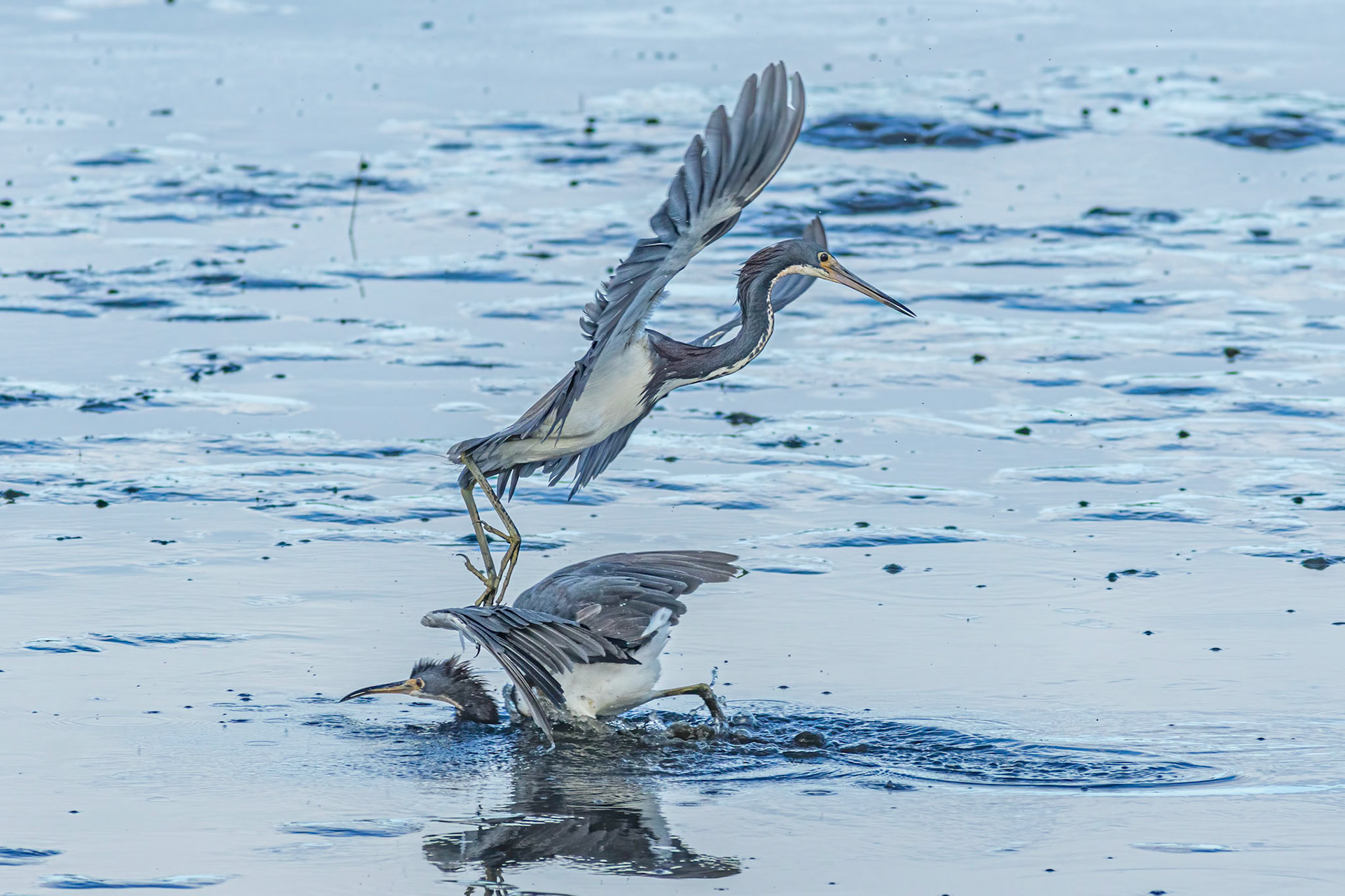 Tricolor heron crash landing 2, OIB gazebo behind chapel