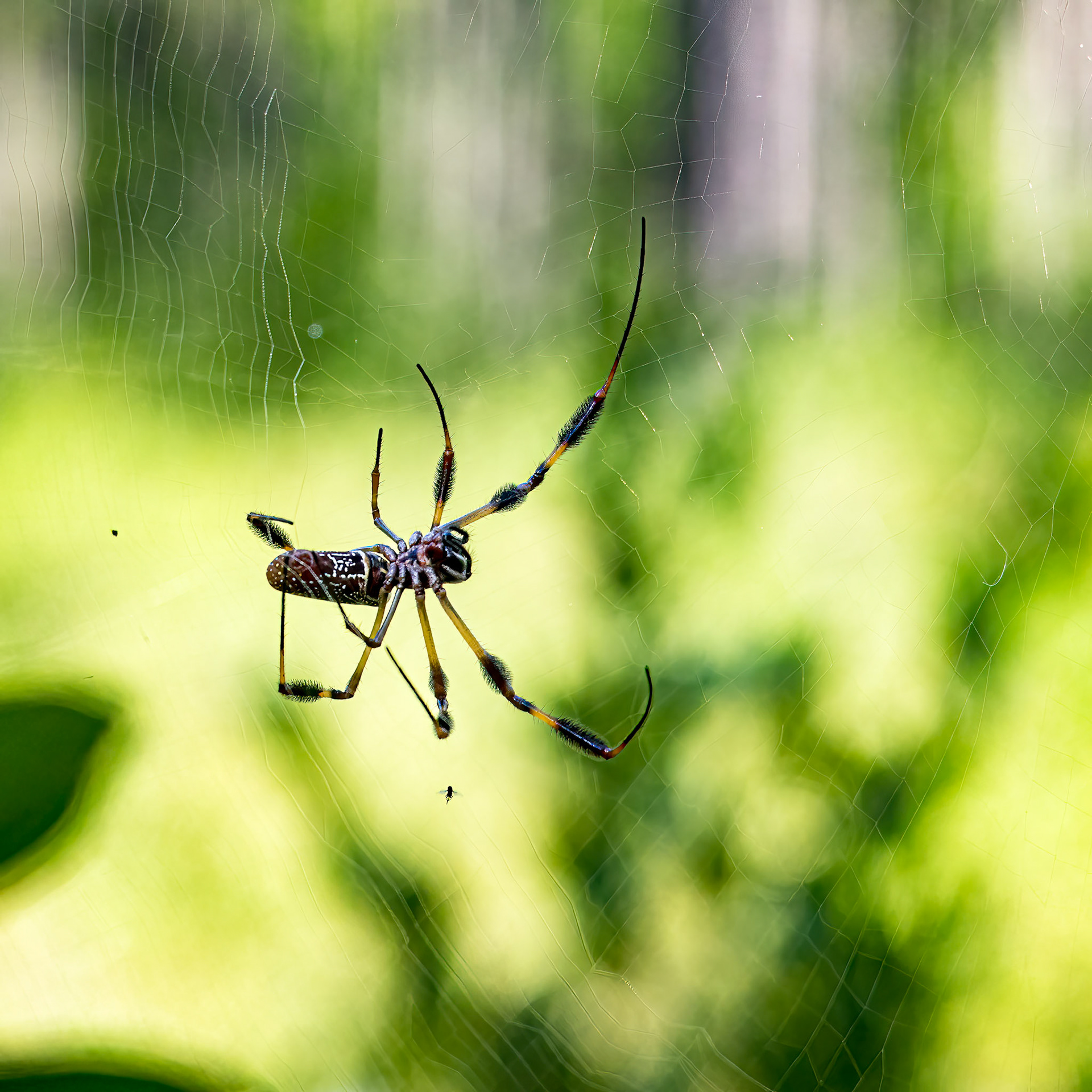 Golden silk spider 1, Green Swamp Preserve