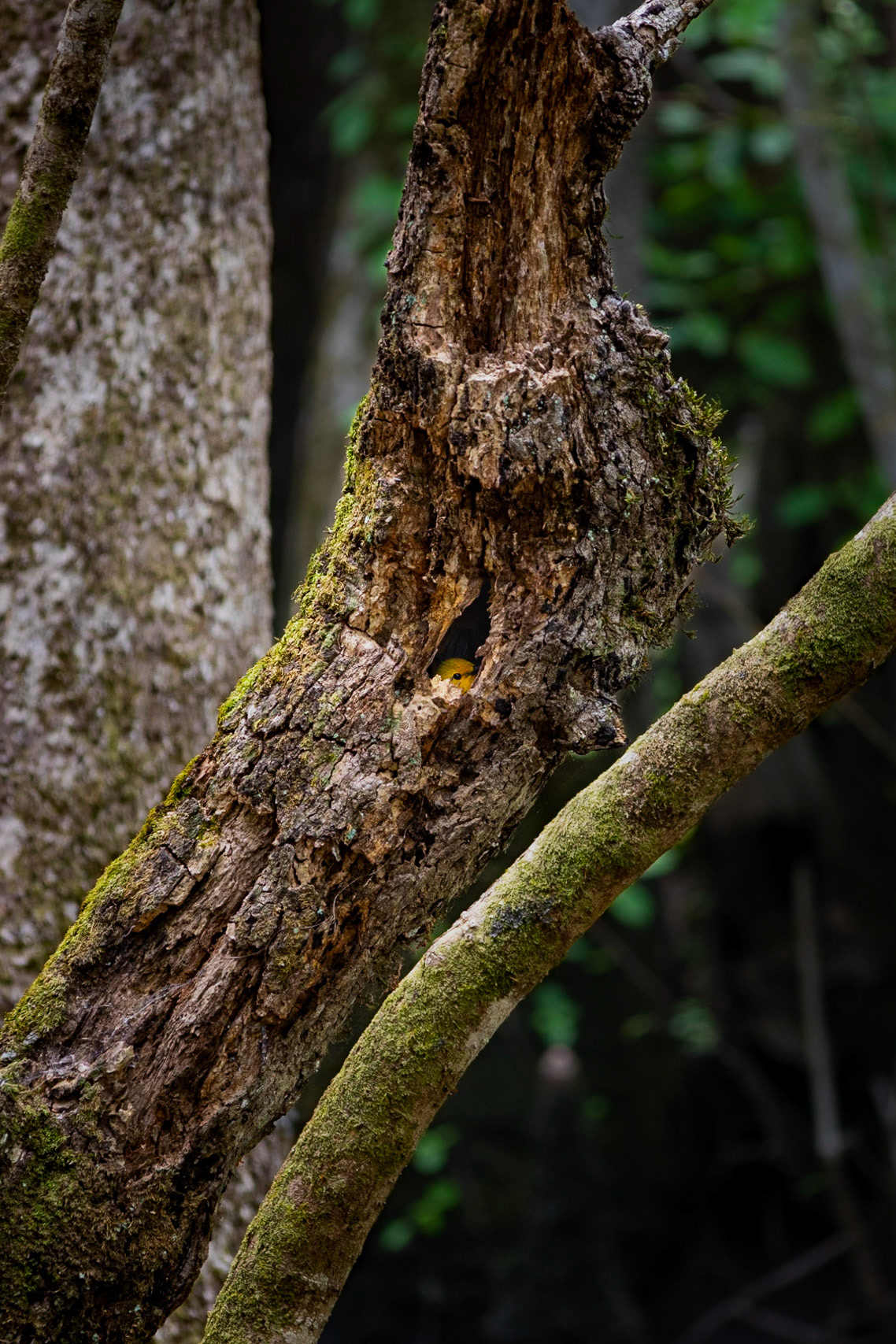 Prothonotary warbler 8, Beidler Audubon Forest