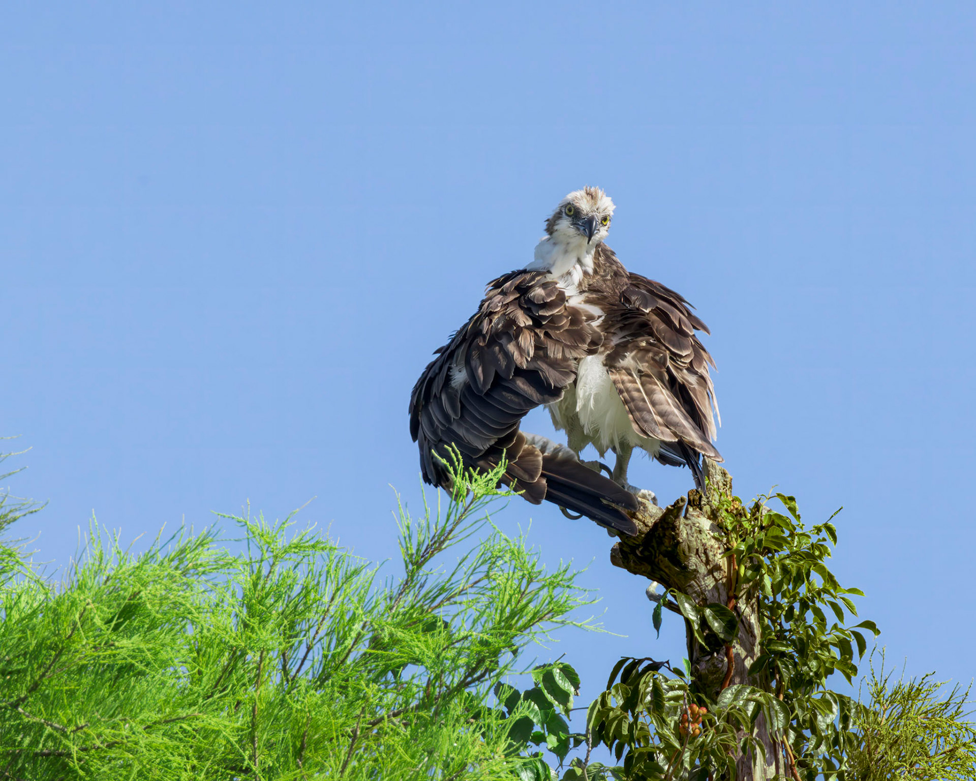 Osprey 118, Sea Trail