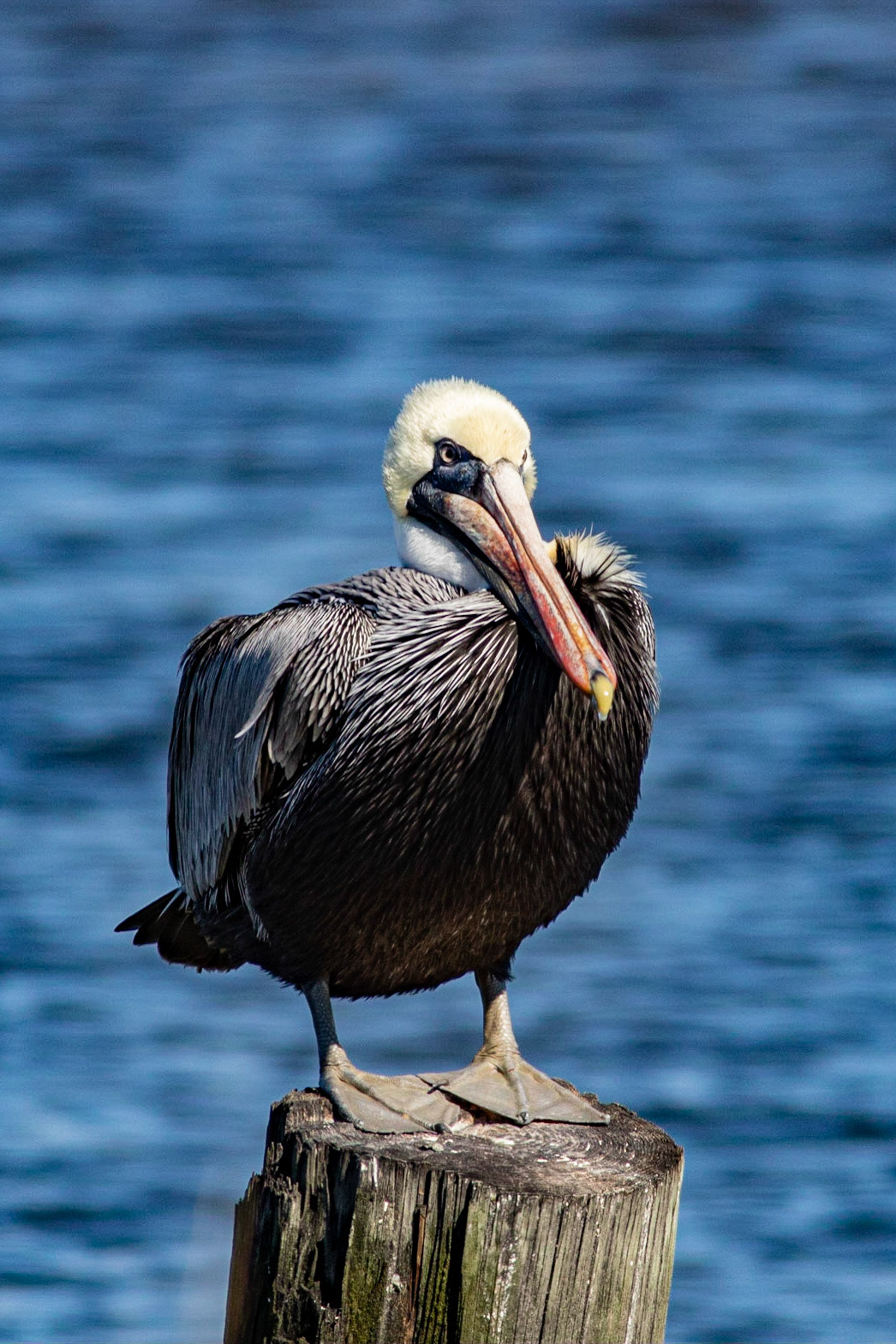 Pelicans 38, OIB