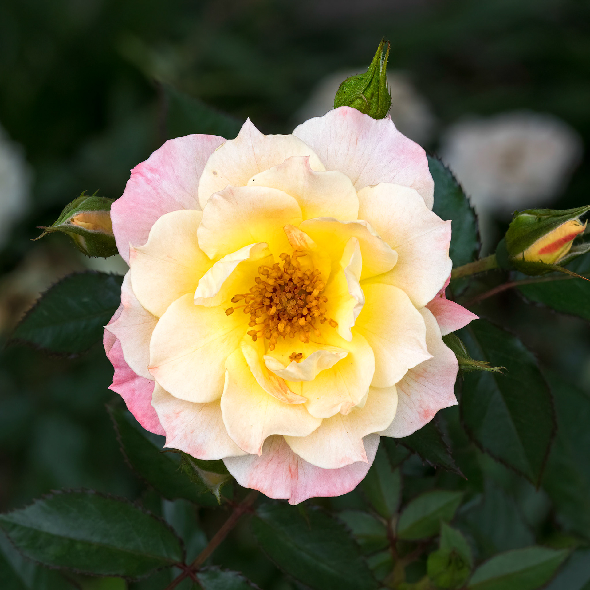 Tea Rose 3, Brunswick County Botanical Gardens