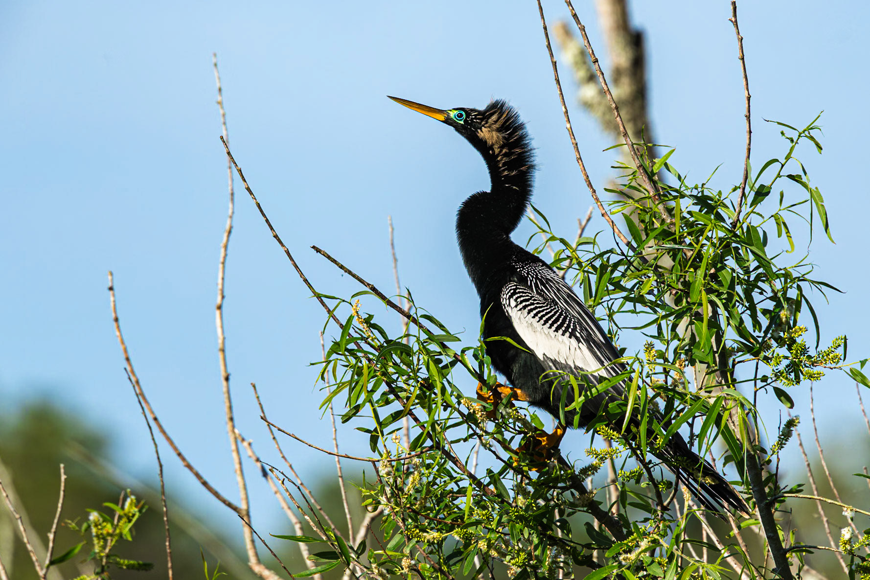 Anhinga 31, Huntington Beach State Park