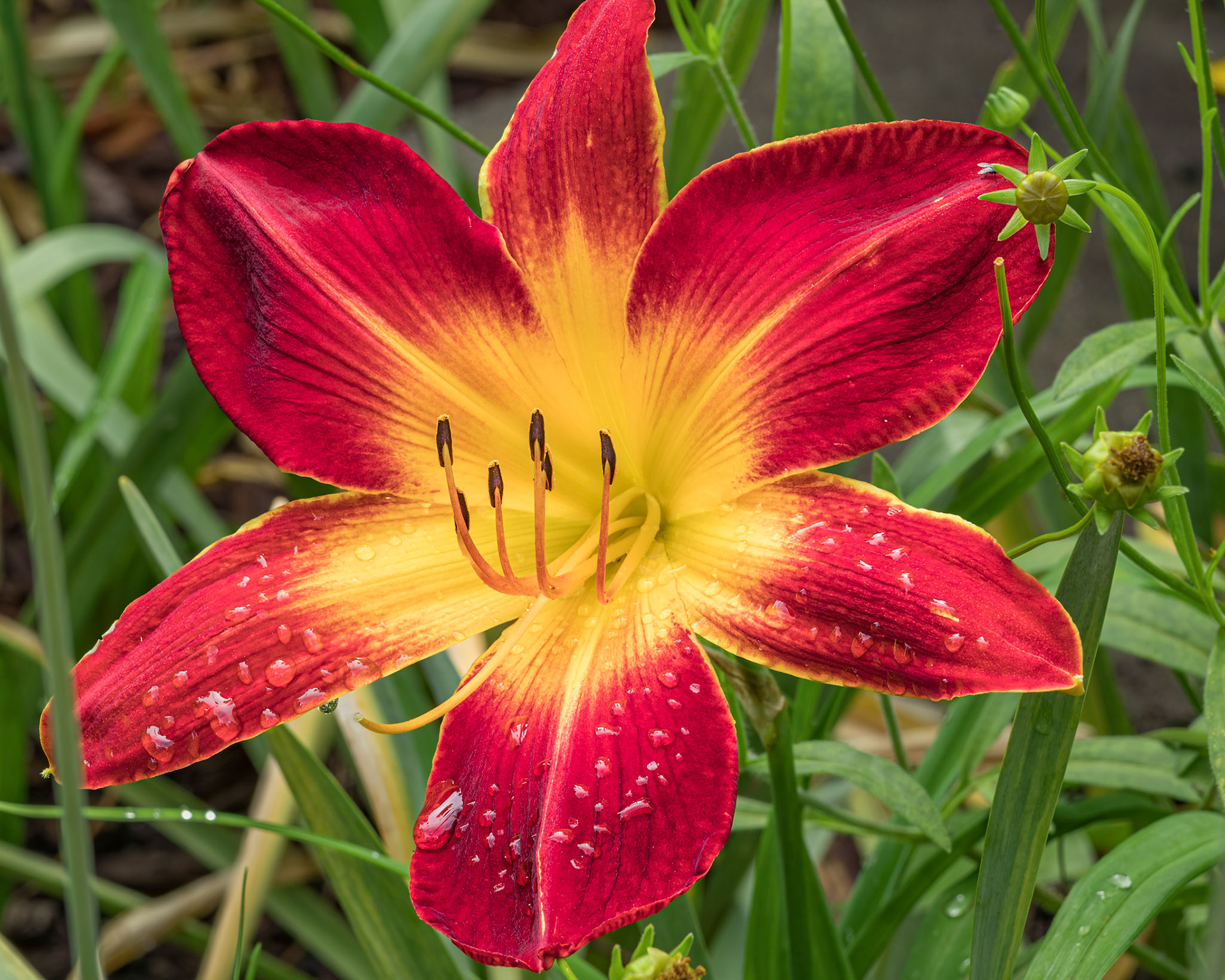 Lily 2, Brunswick County Botanical Gardens