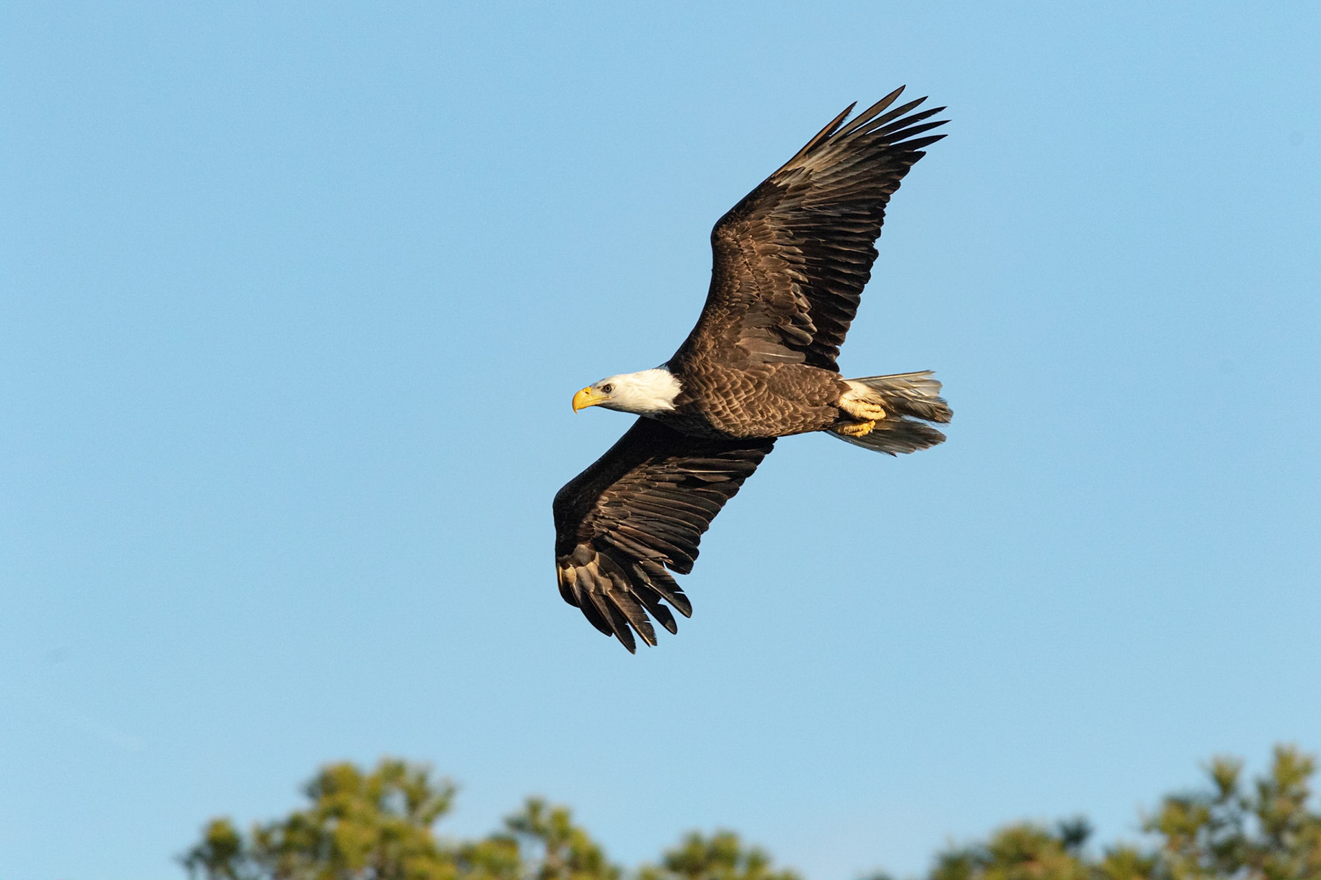 Bald Eagle 33, Carl Bazemore Platform, Sunset Beach