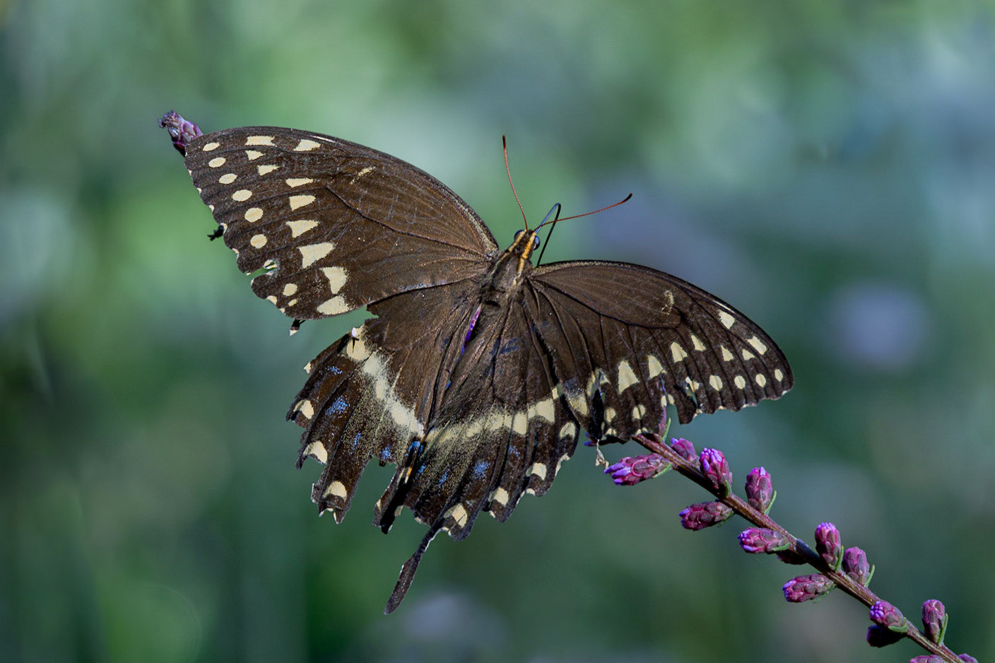 Palamedes swallowtail on dense blazing star 8, Green swamp area