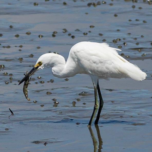Snowy Egret Eating Shrimp 13