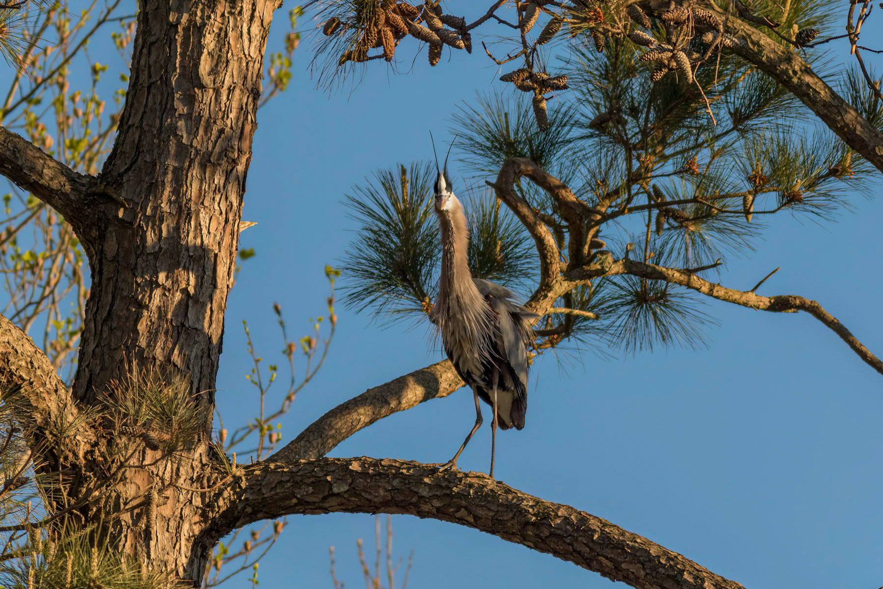 Rookery 52, Sea Trail