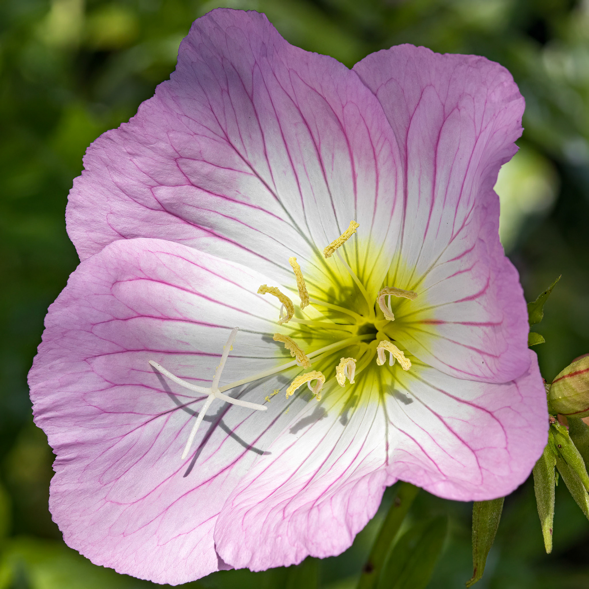 Evening primrose 1, OIB East end