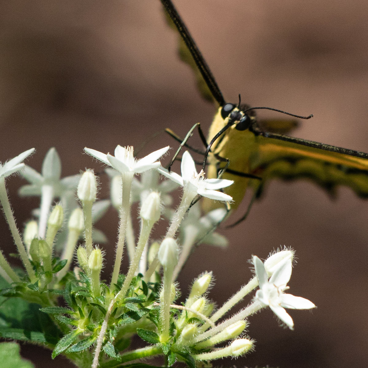 Giant Swallowtail 7, Airlie Gardens