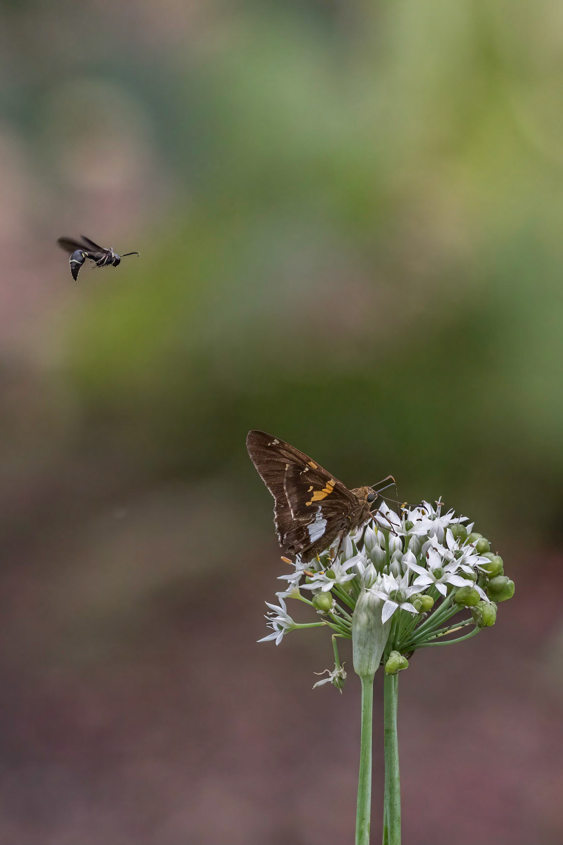 Silver spotted skipper and friends on garlic 2, Brunswick County Botanical Gardens