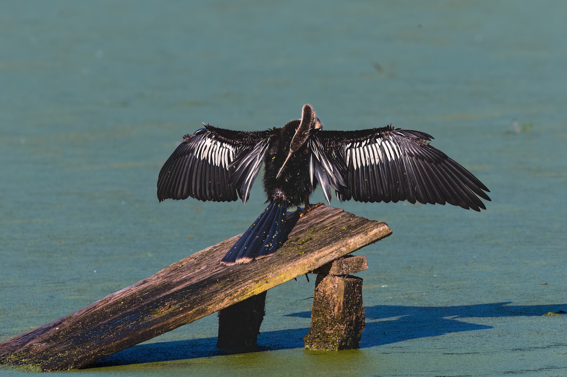 Anhinga 23, Magnolia Plantation and Gardens, SCAIR 41