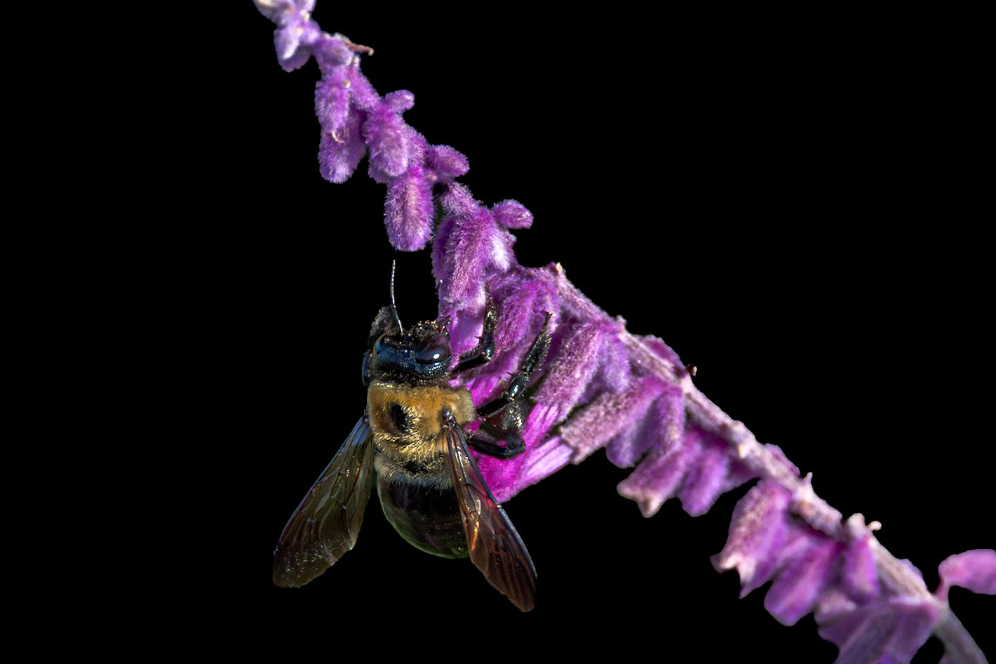 Bee 25 on Mexican bush sage, New Hanover County Arboretum