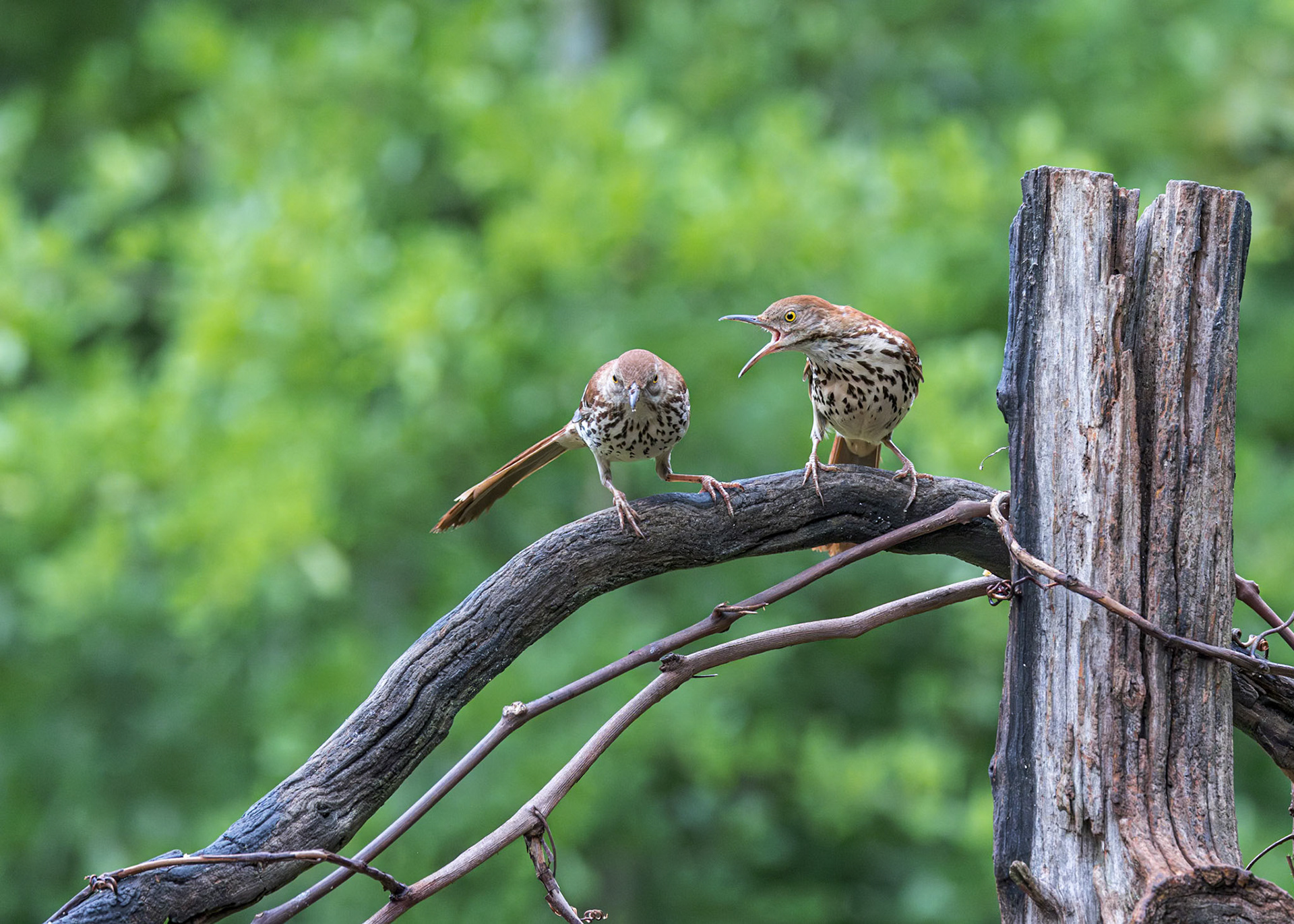 Brown Thrasher 6, The Nut House, Clemson, SC