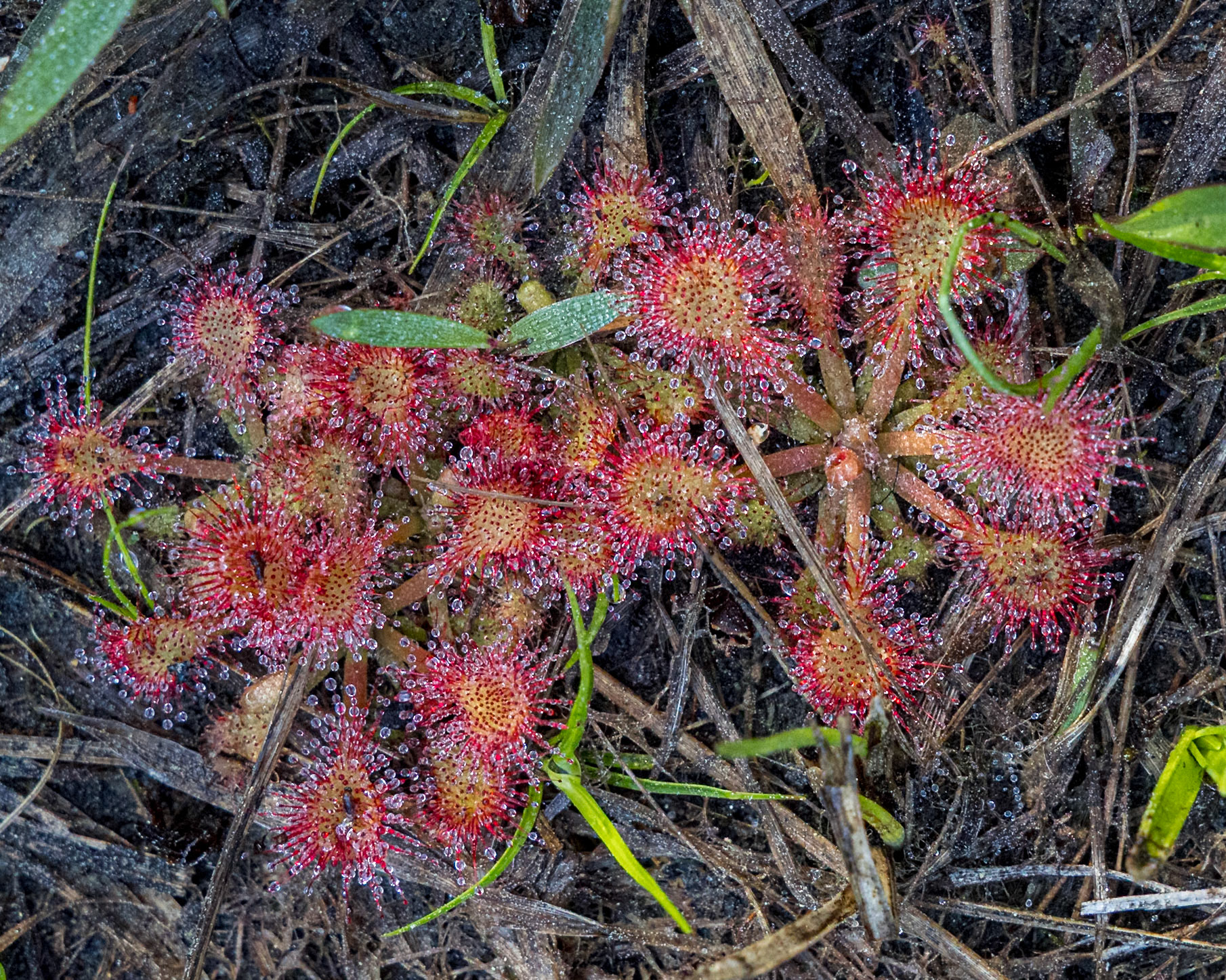 Pink sundew 8, Green Swamp Preserve