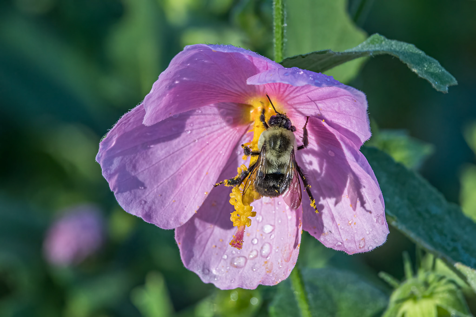 Hibiscus 6, Brunswick County Botanical garden