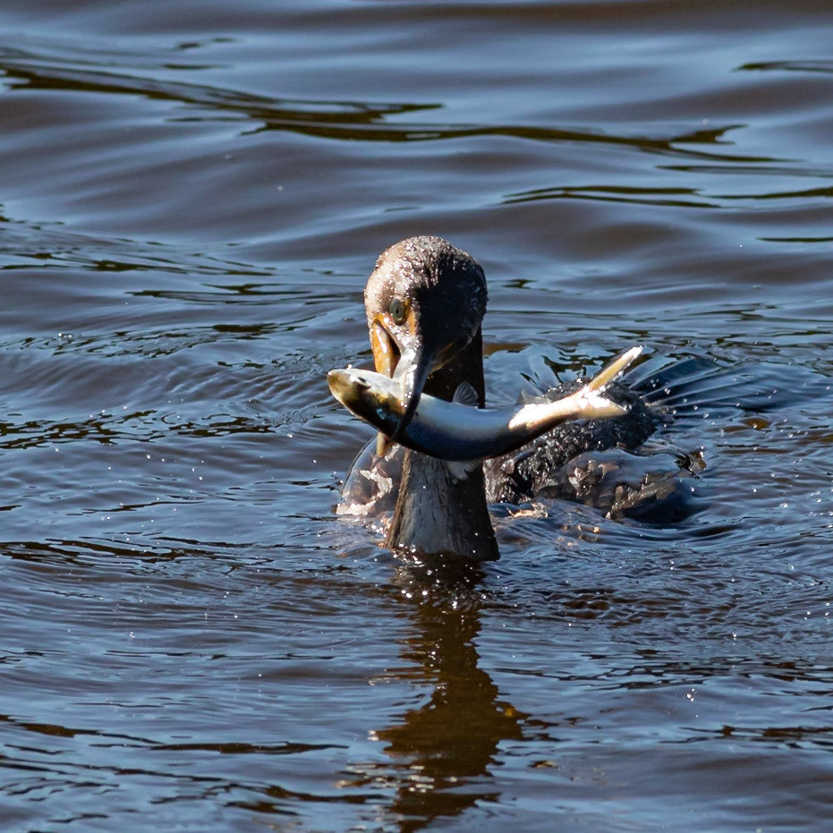 Cormorant 3, Huntington Beach SC