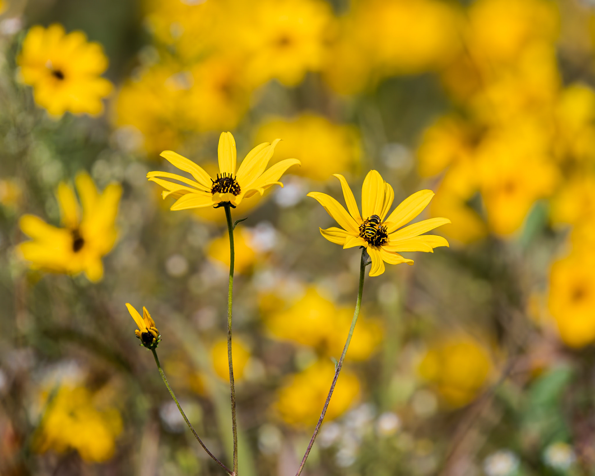 Swamp sunflower 1, Greater Green Swamp Area