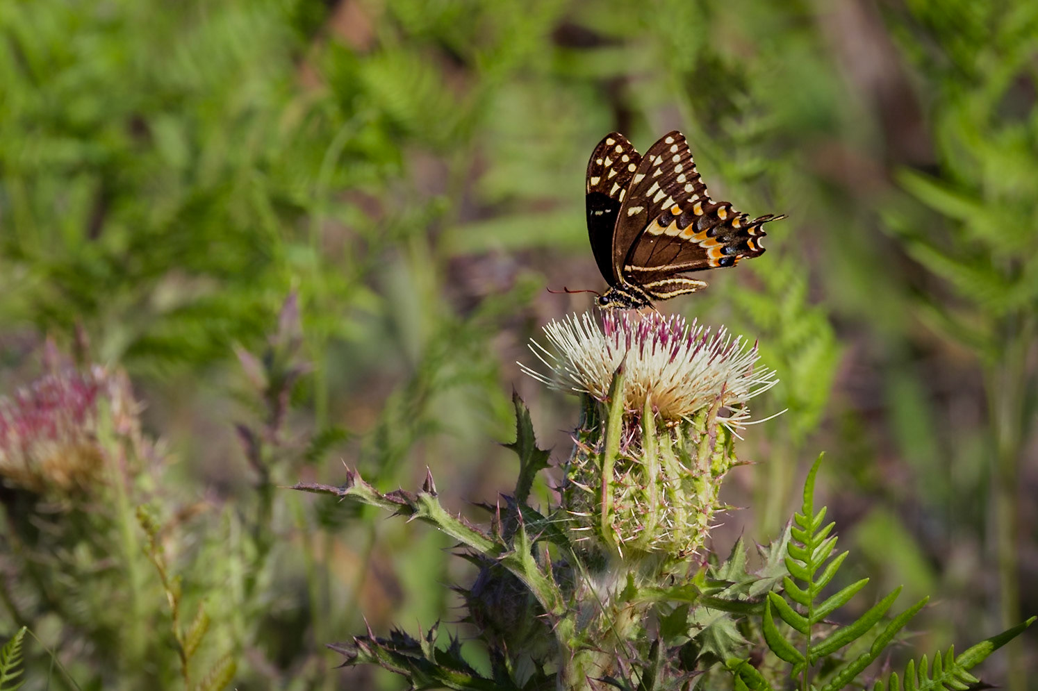 Yellow thistle with palamedes swallowtail 9, Greater Green Swamp Area