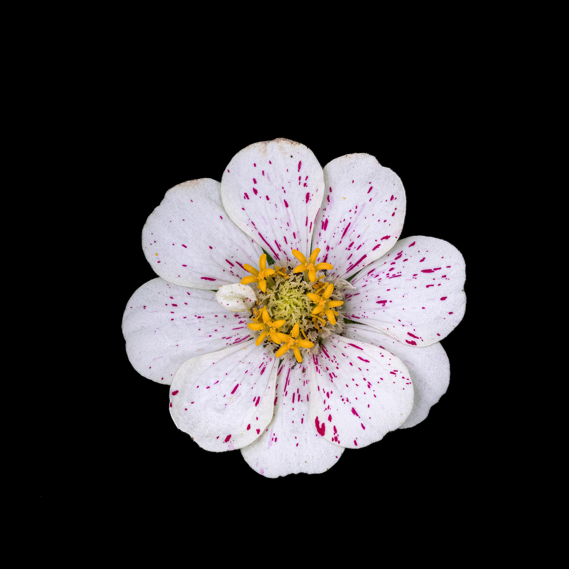 Zinnia 1, Brunswick County Botanical Gardens