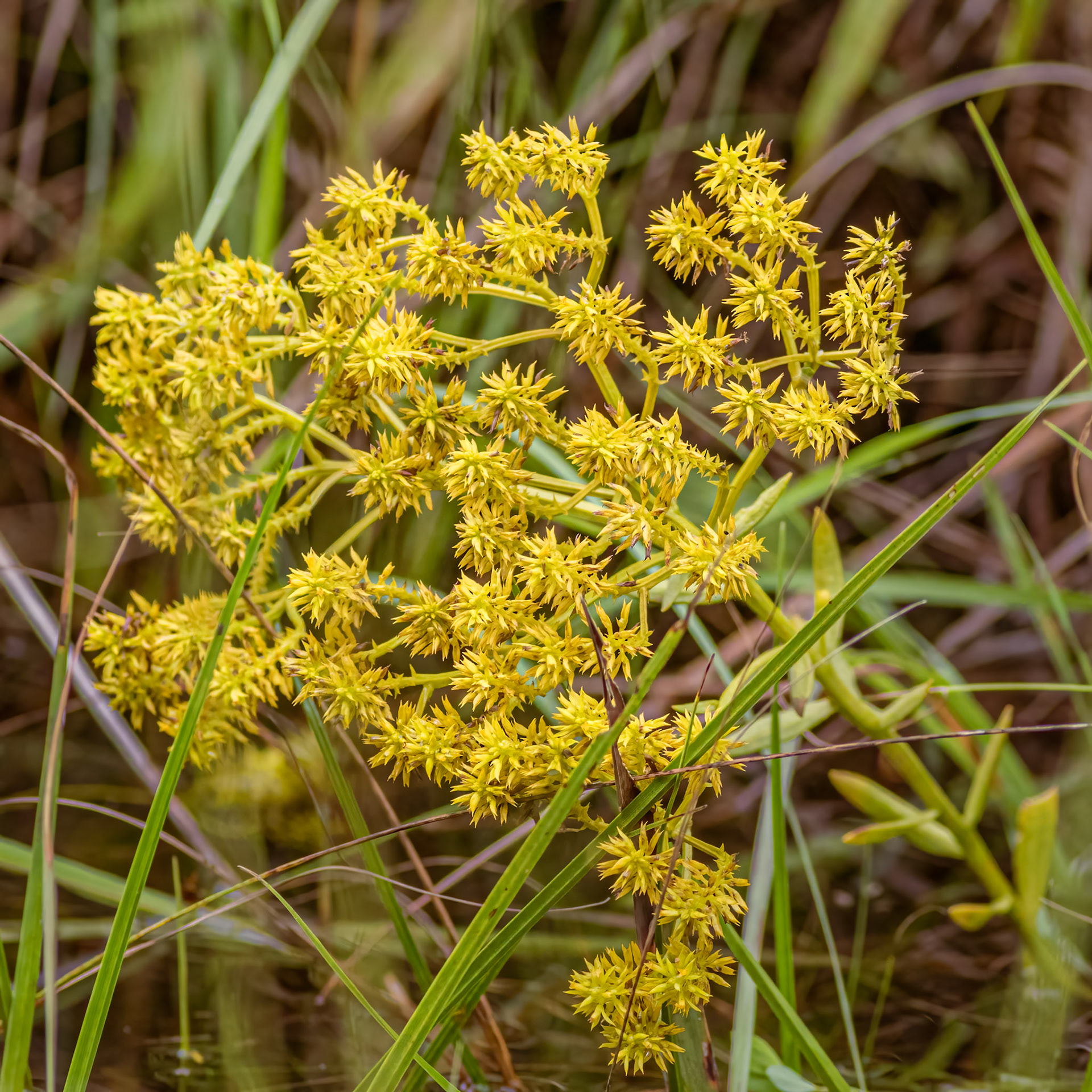 Low pine barren milkwort 1, Green Swamp area