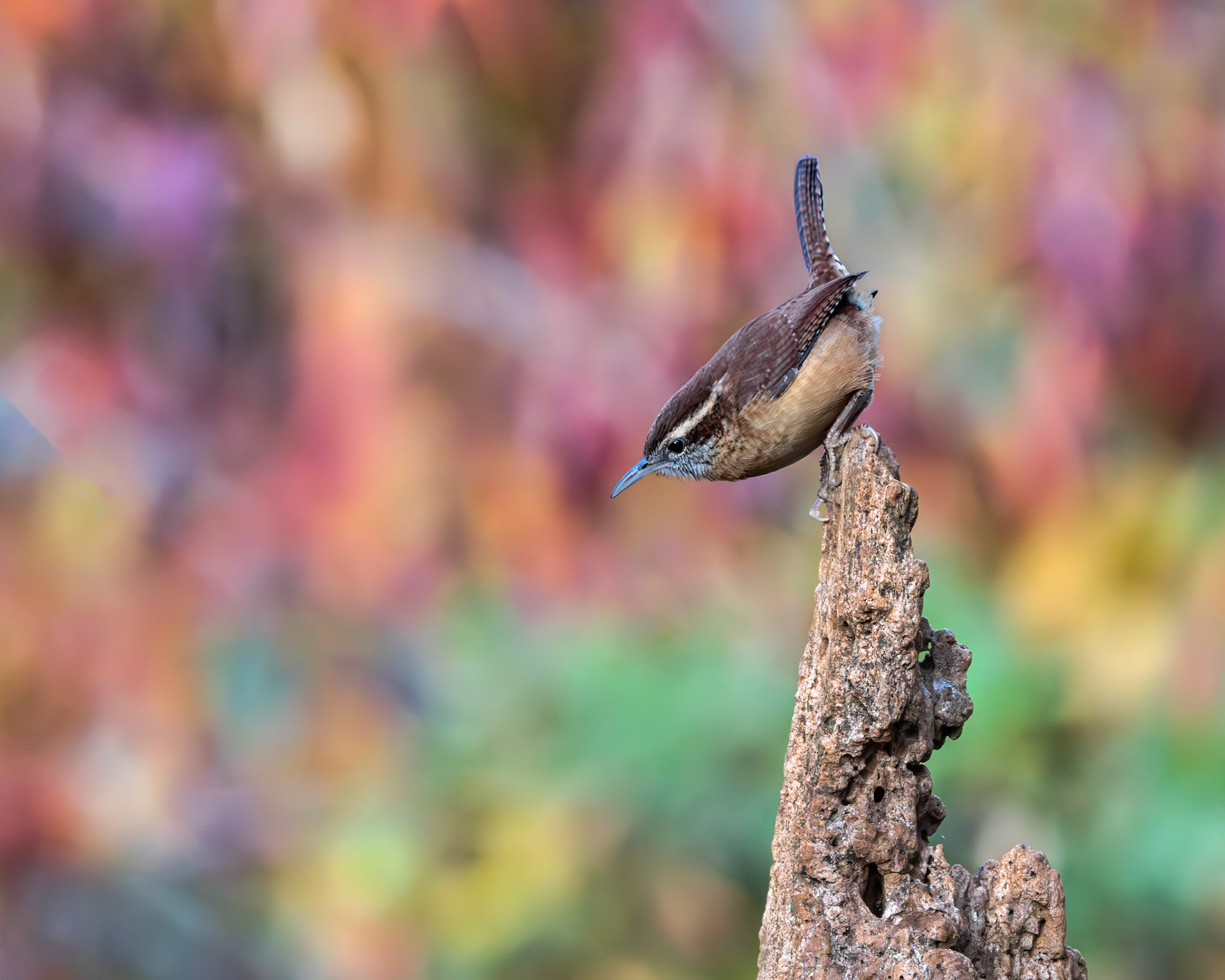 Carolina wren 3, The Nut House, Clemson, SC