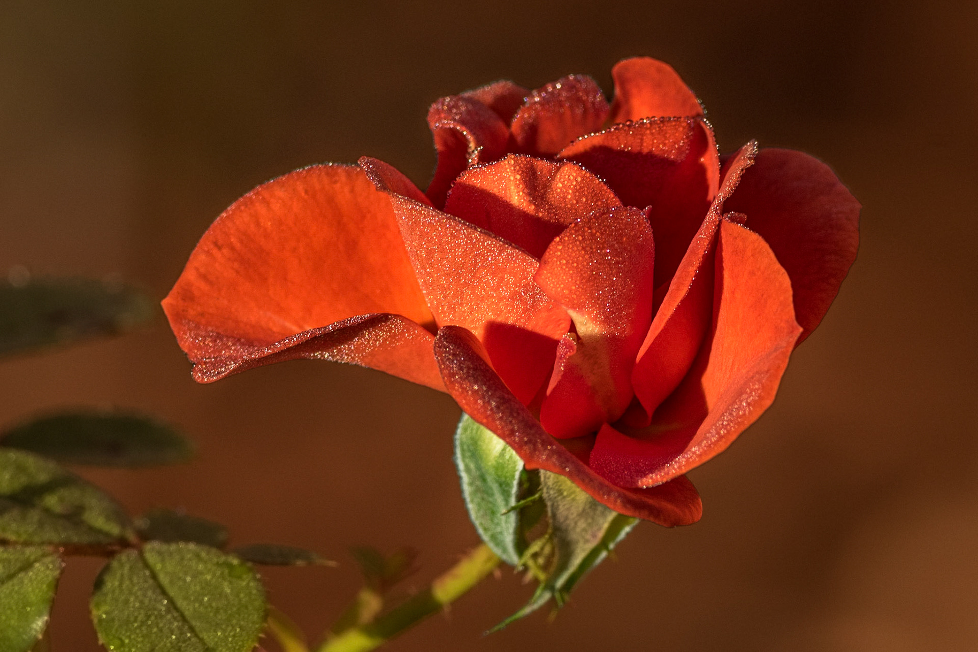 Rose 13, Brunswick County Botanical Gardens