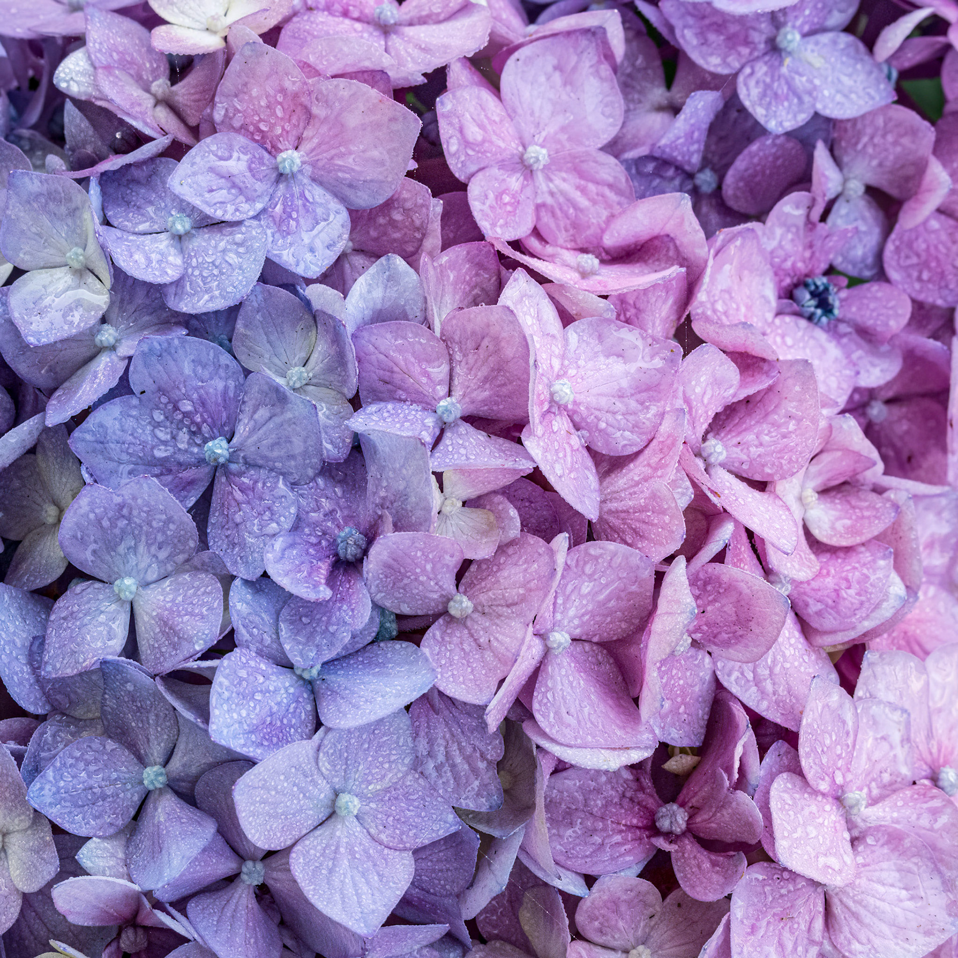 Hydrangea 6, OIB