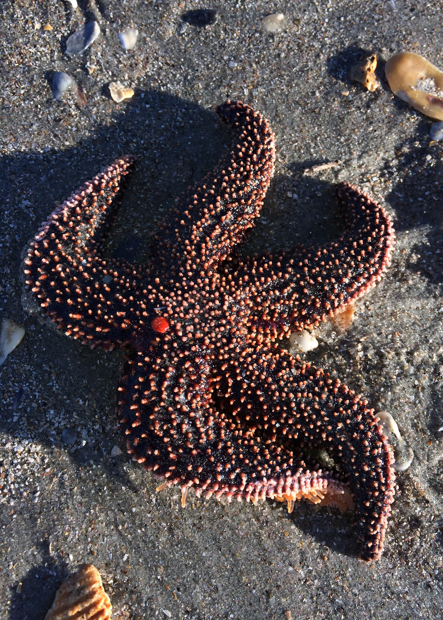 Starfish 1, OIB east end