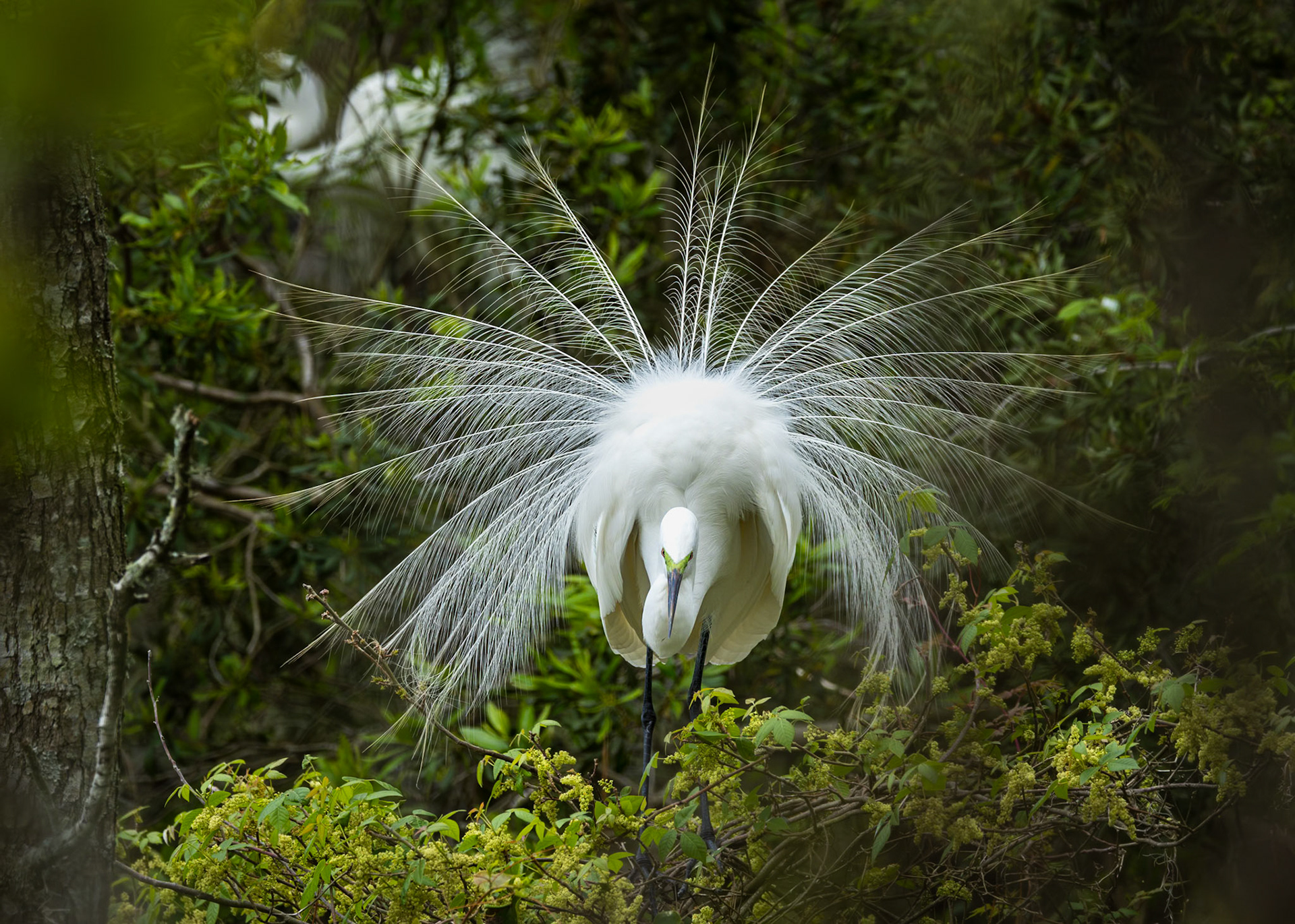 Great egret 63, Huntington Beach State Park, SC