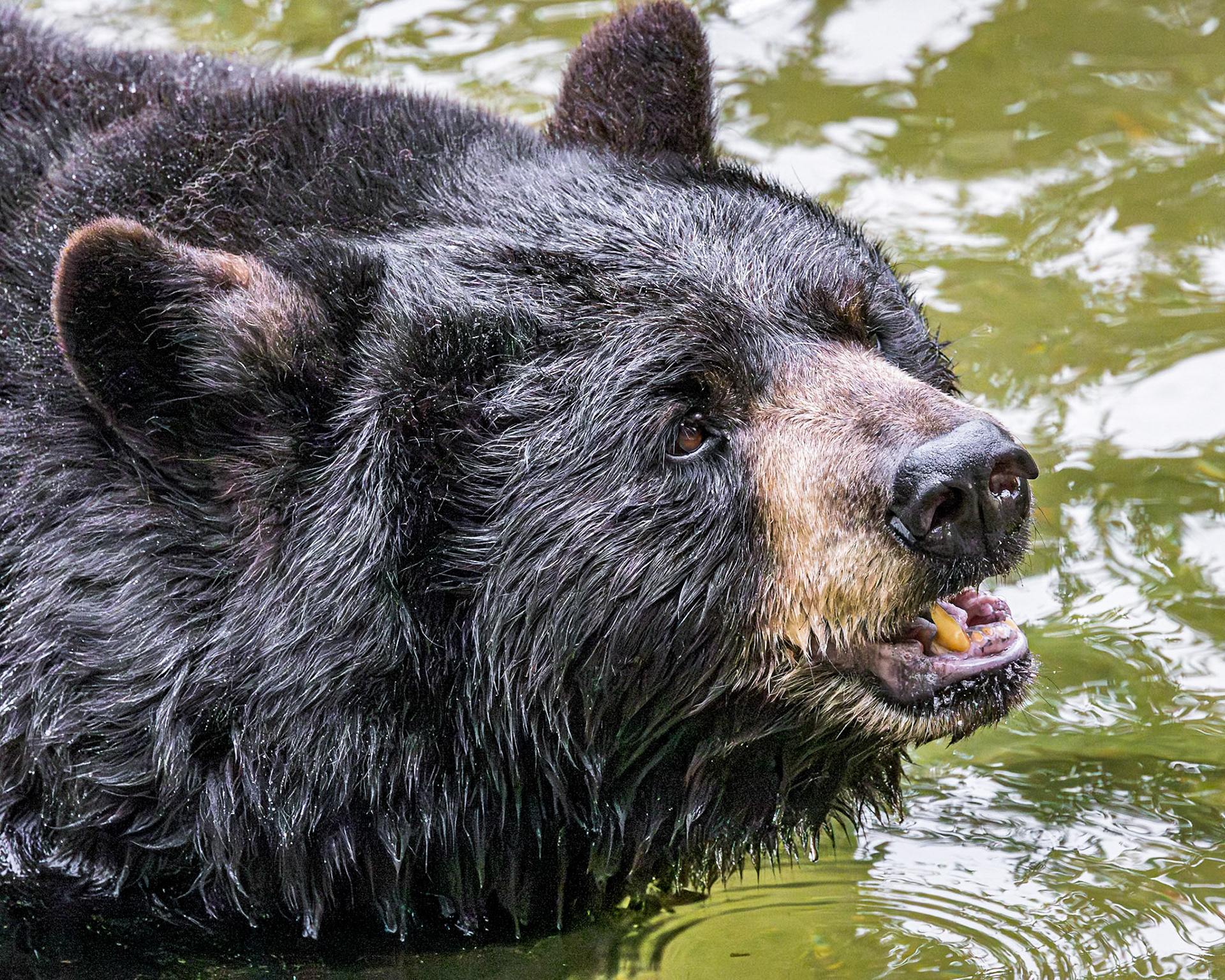 Black bear 6, Grandfather Mountain, NC