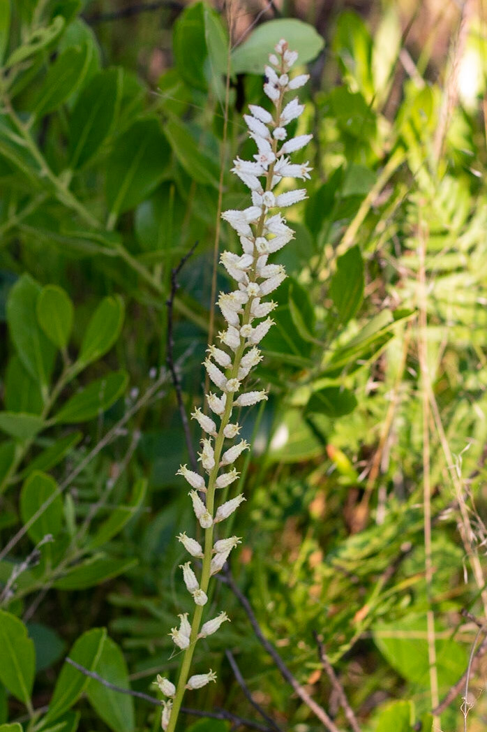 Colicroot 1, Green Swamp Preserve