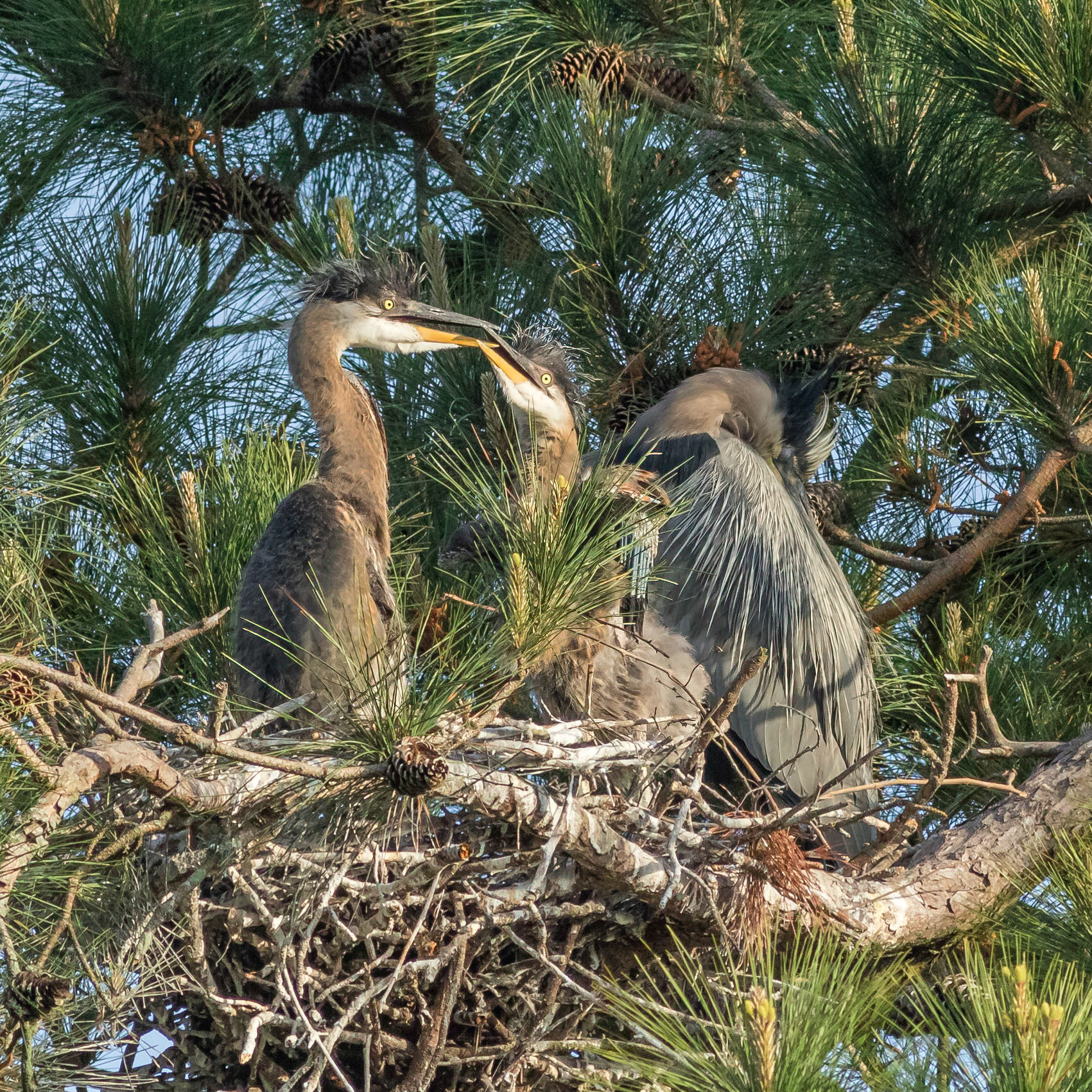 Rookery 14, Sea Trail