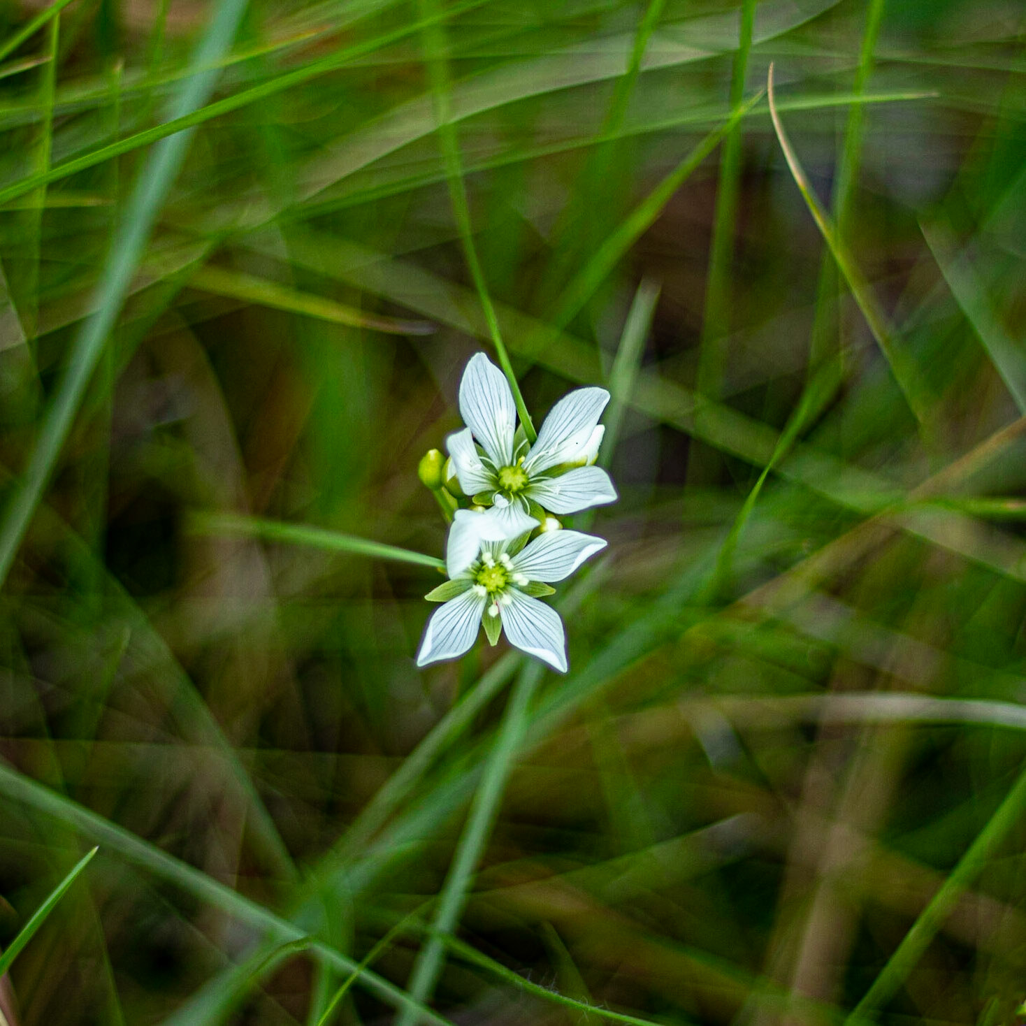 Venus flytrap 2, Green Swamp Preserve