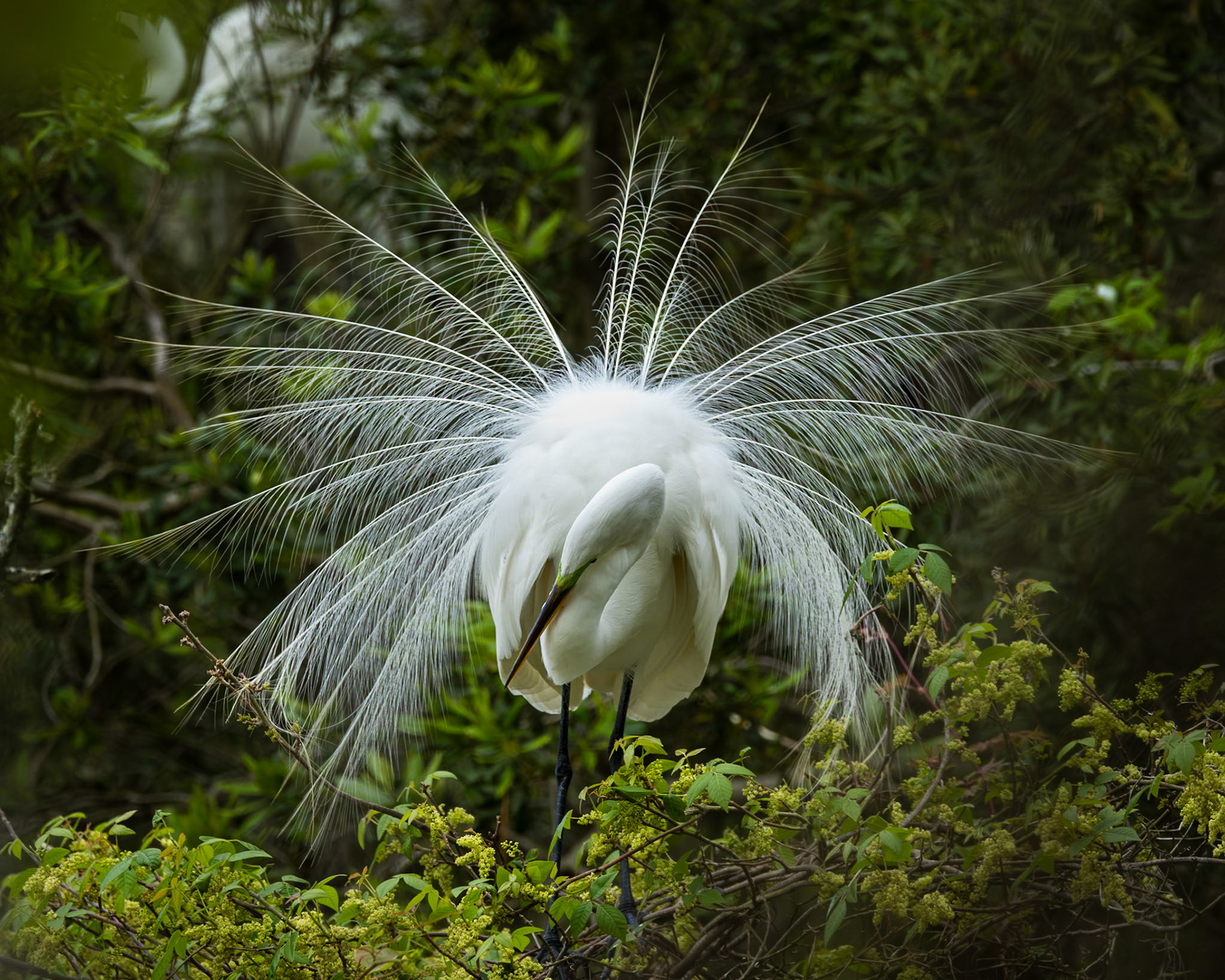 Great egret 62, Huntington Beach State Park, SC