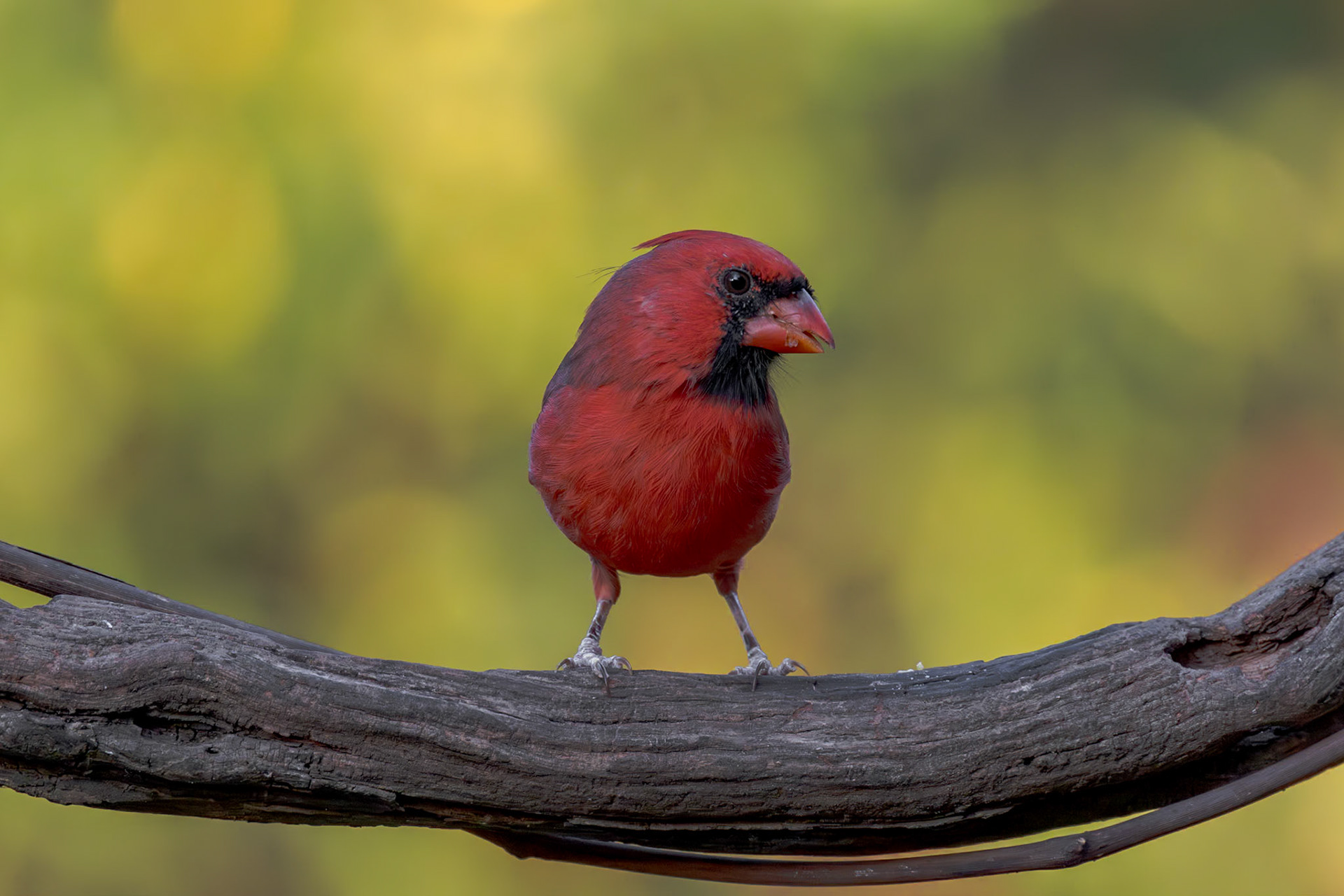 Male cardinal 8, The Nut House, Clemson, SC