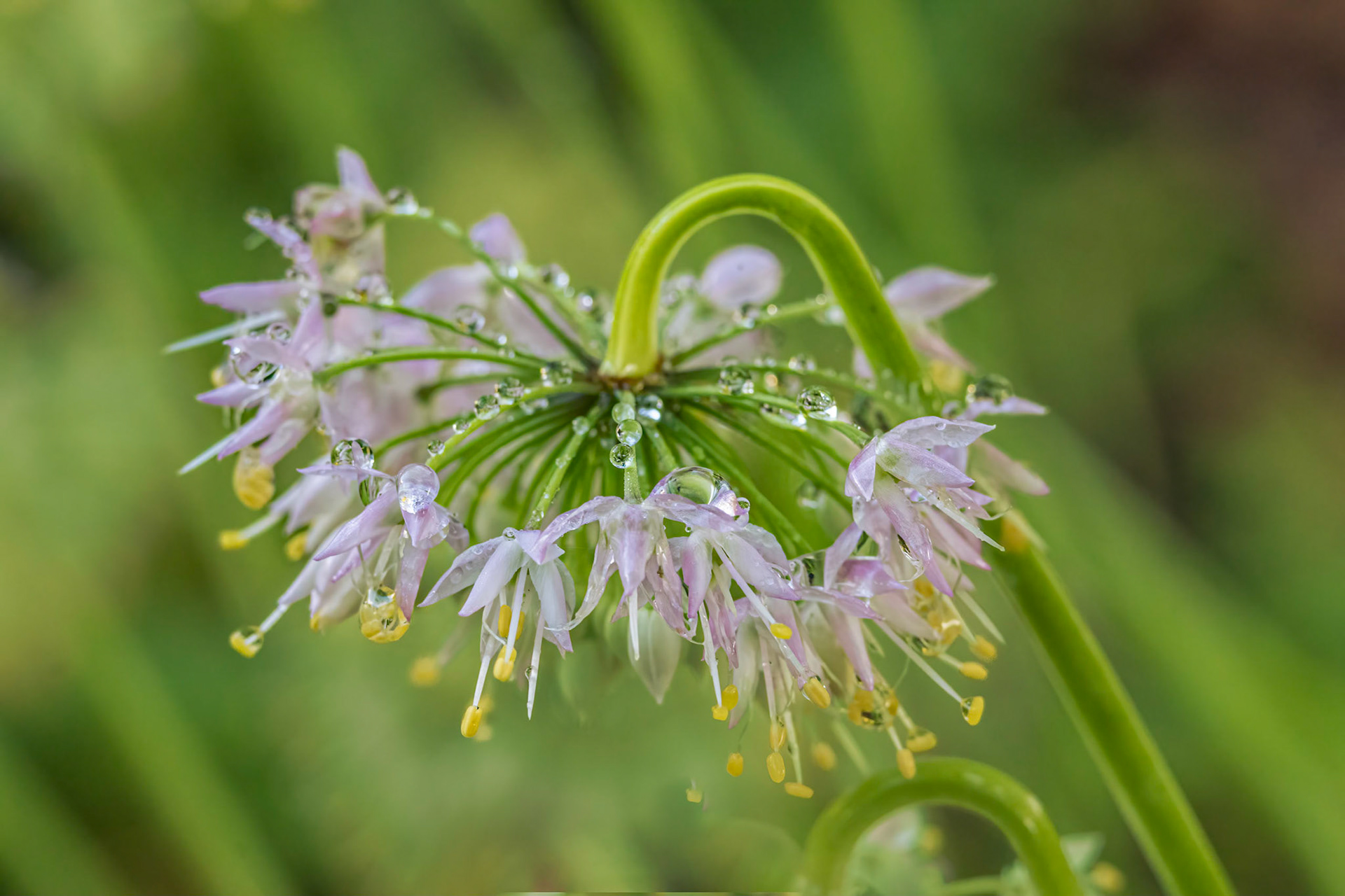 Society garlic 2, Brunswick County Botanical Gardens