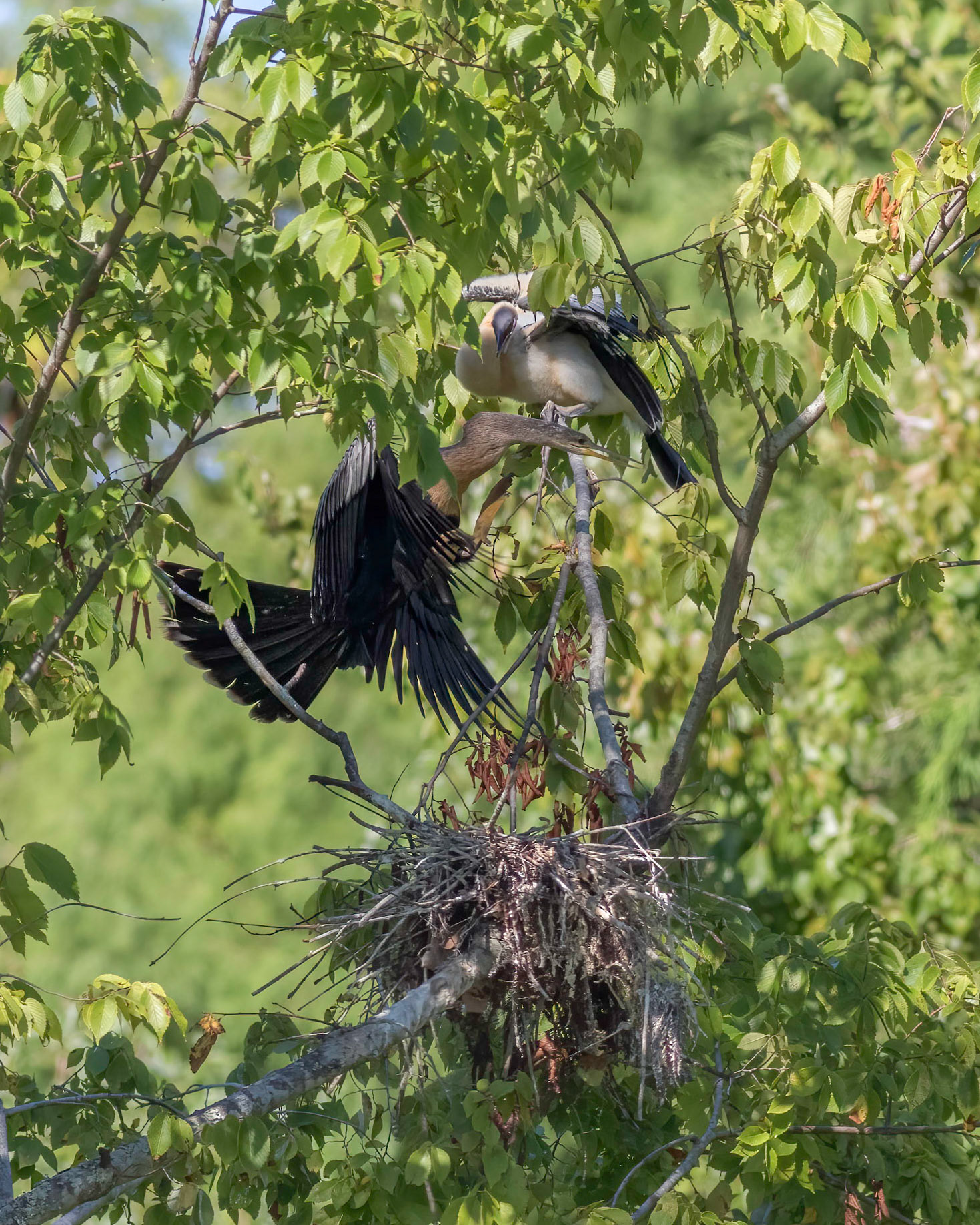 Anhinga nest 54, Sea Trail, Week of August 15, Nest 2