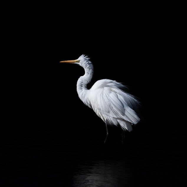 Low key great egret 12, Carl Bazemore bird platform, Sunset Beach, NC