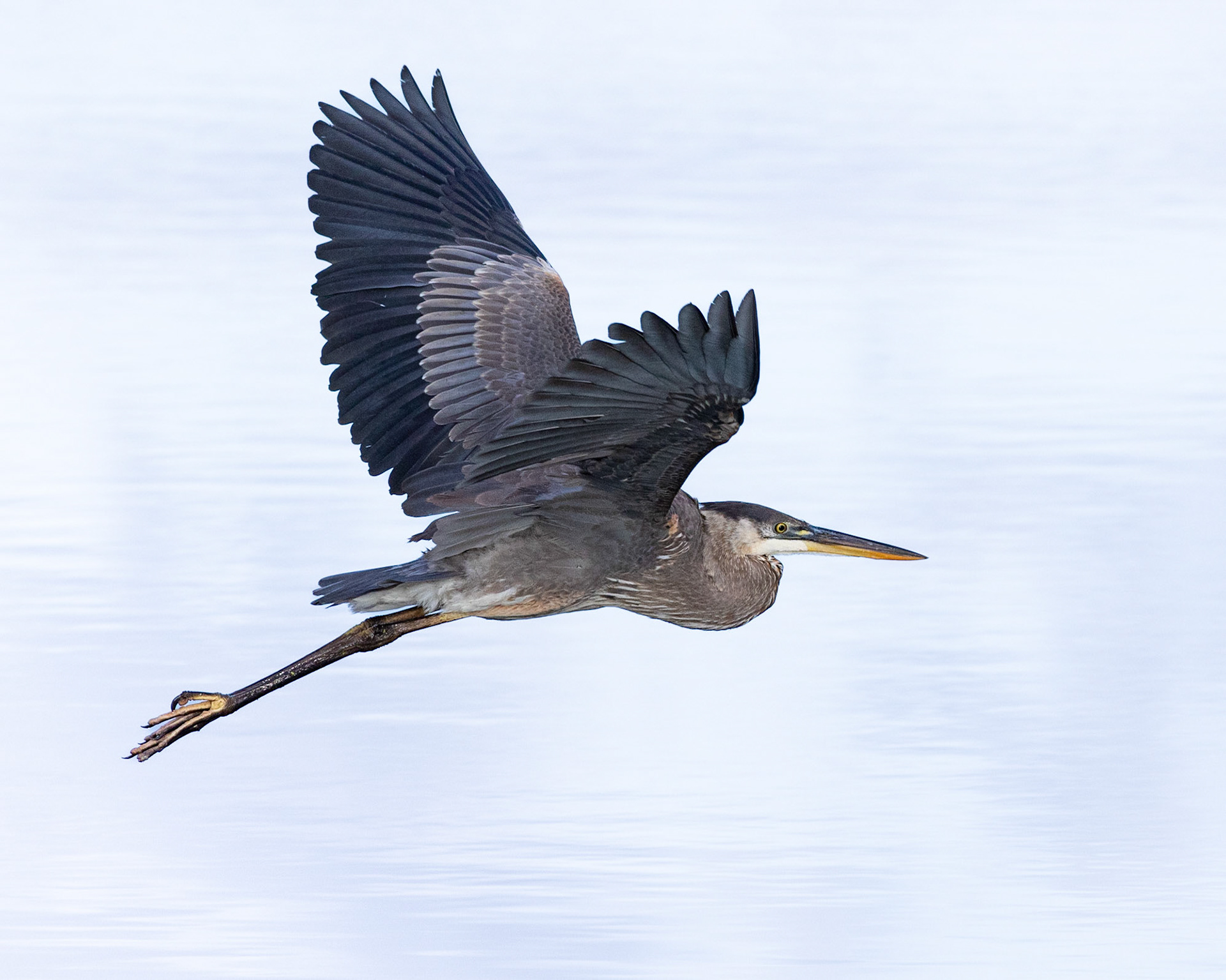 High Key Great Blue Heron 2, Carl Bazemore platform, Sunset Beach, NC