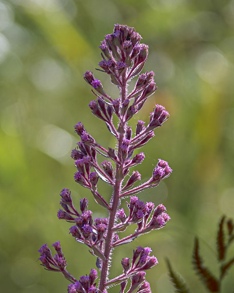 ??, Green Swamp Preserve